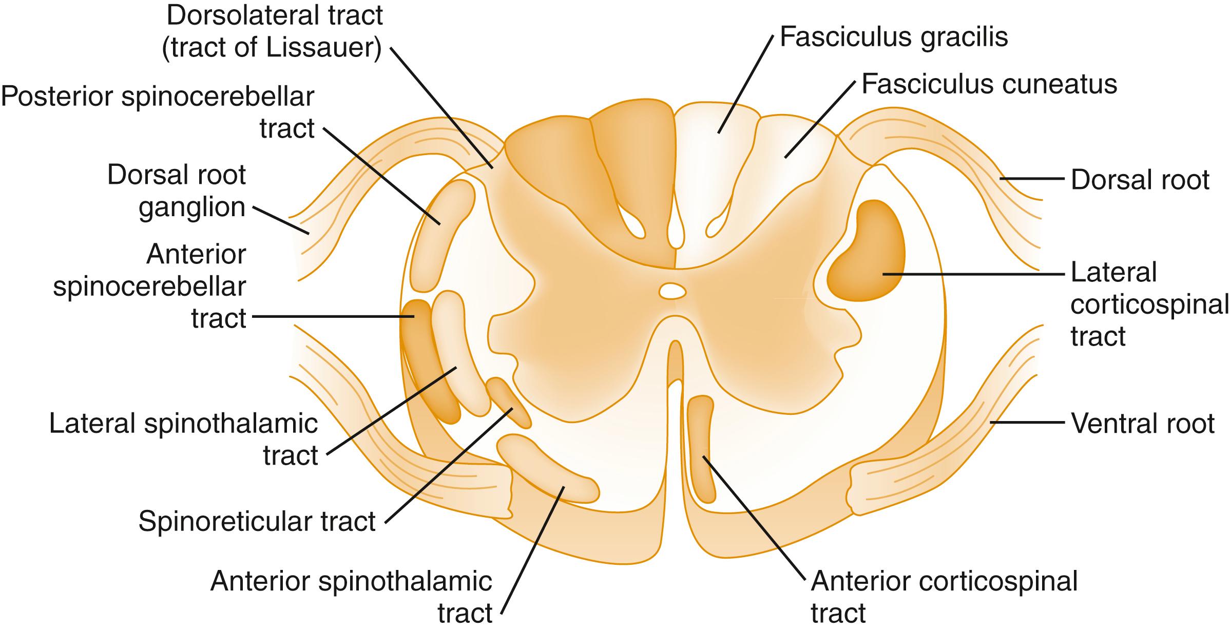 Fig. 6.3, Spinal cord.