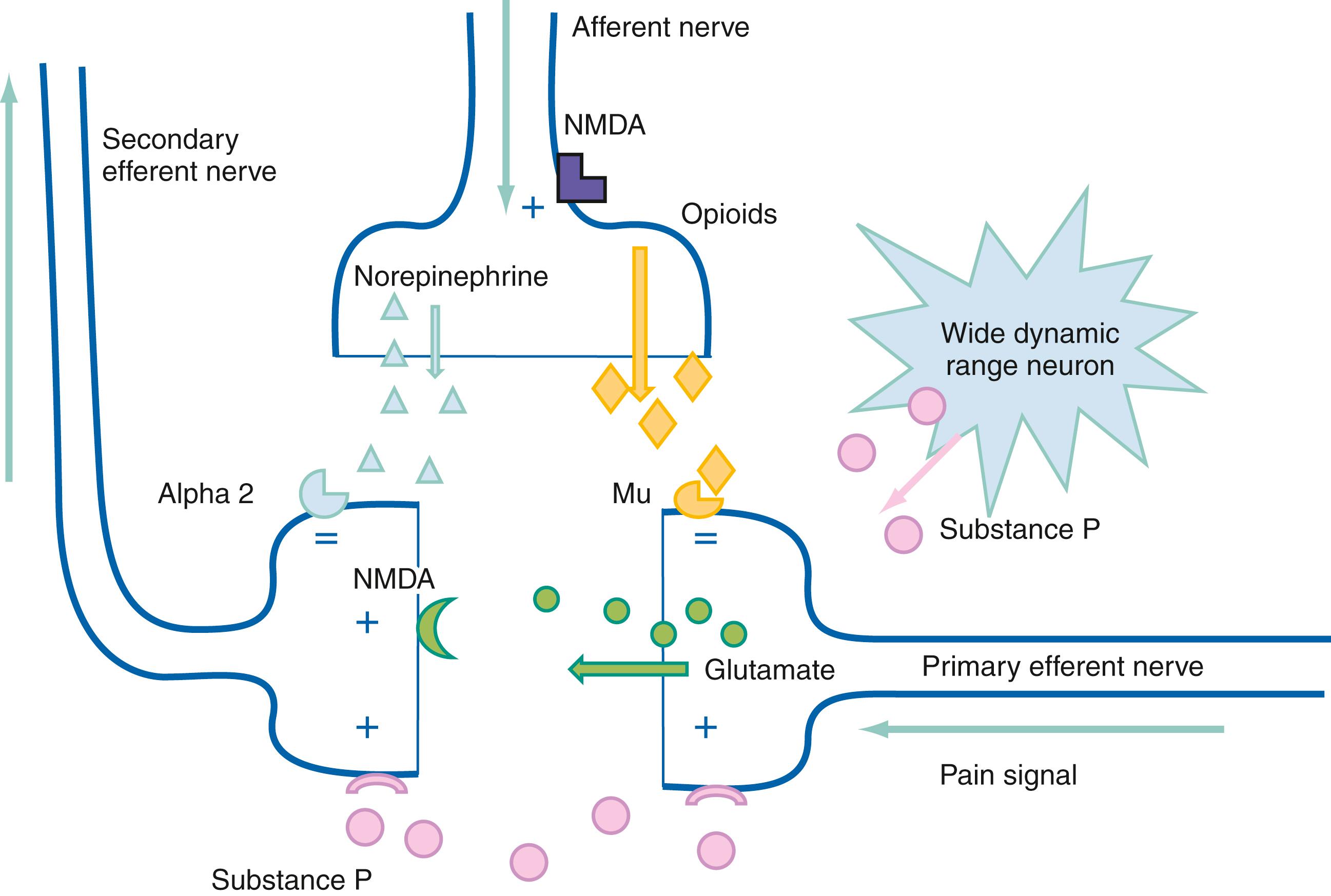 Fig. 6.5, Neurotransmitters and receptors at the dorsal root ganglion. Mu, Opioid receptor; NMDA, N -methyl- d -aspartate.