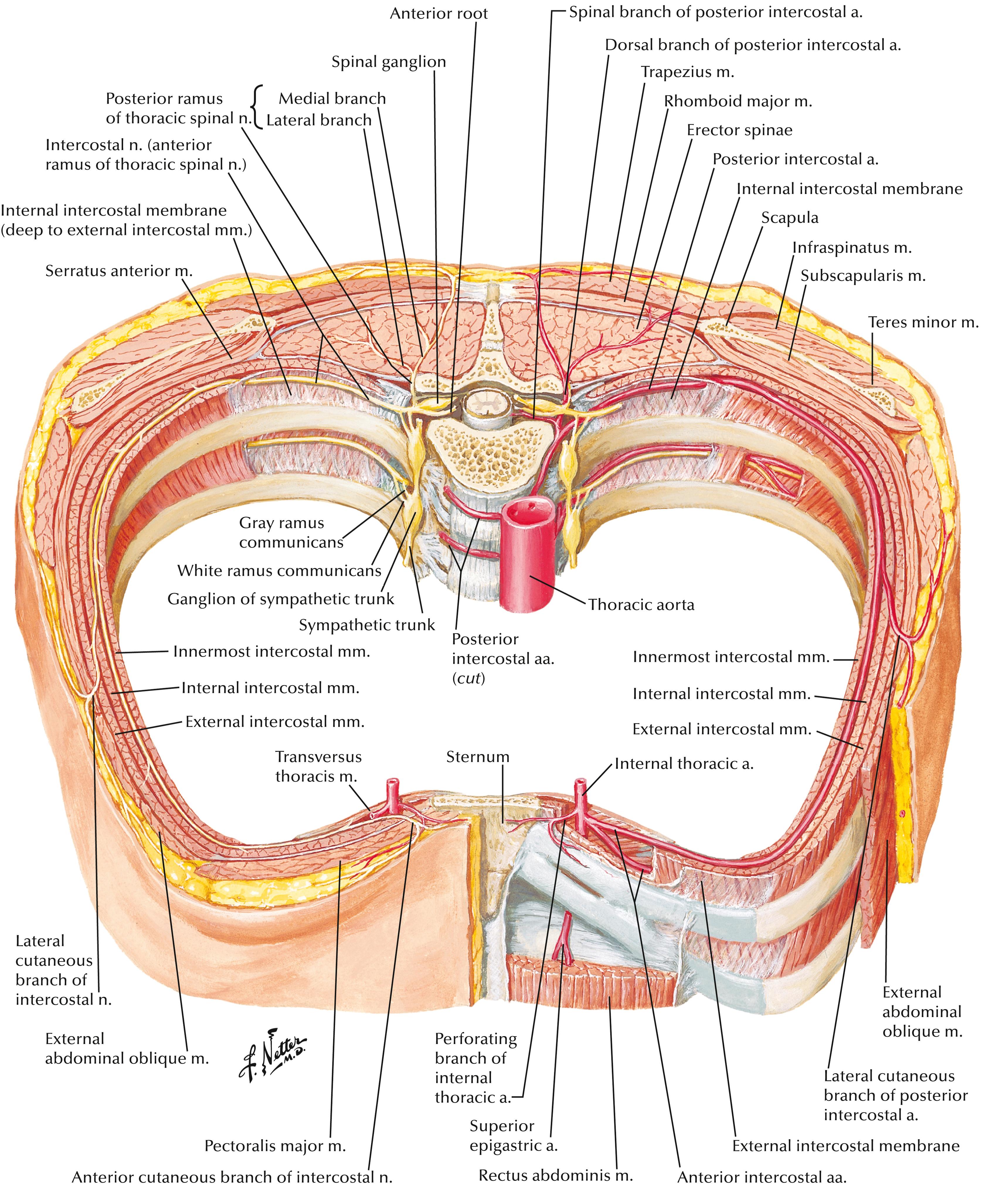 Figure 30.3, Transverse section of the hemithorax at approximate level T7.