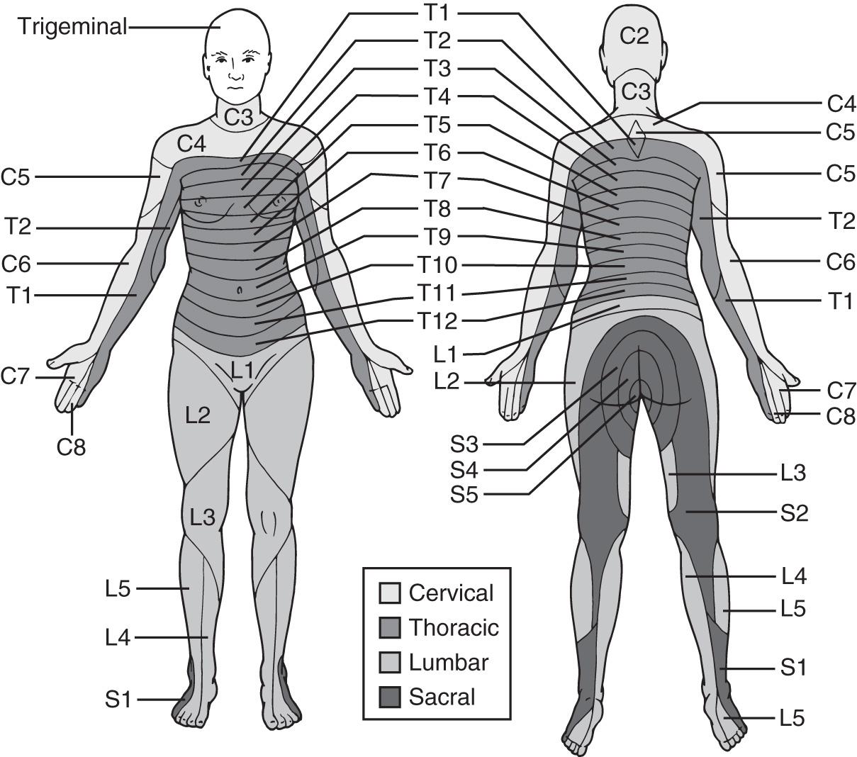 Figure 18-3, Schematic diagram of segmental neuronal innervation by dermatomes.