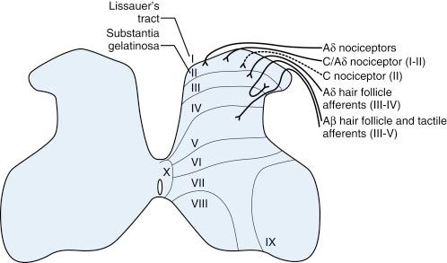 Figure 27-2, Rexed laminae in spine.