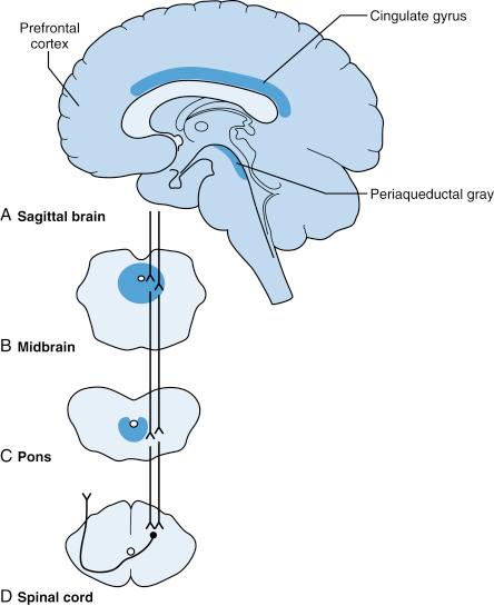 Figure 27-3, Descending pain inhibitory pathway.