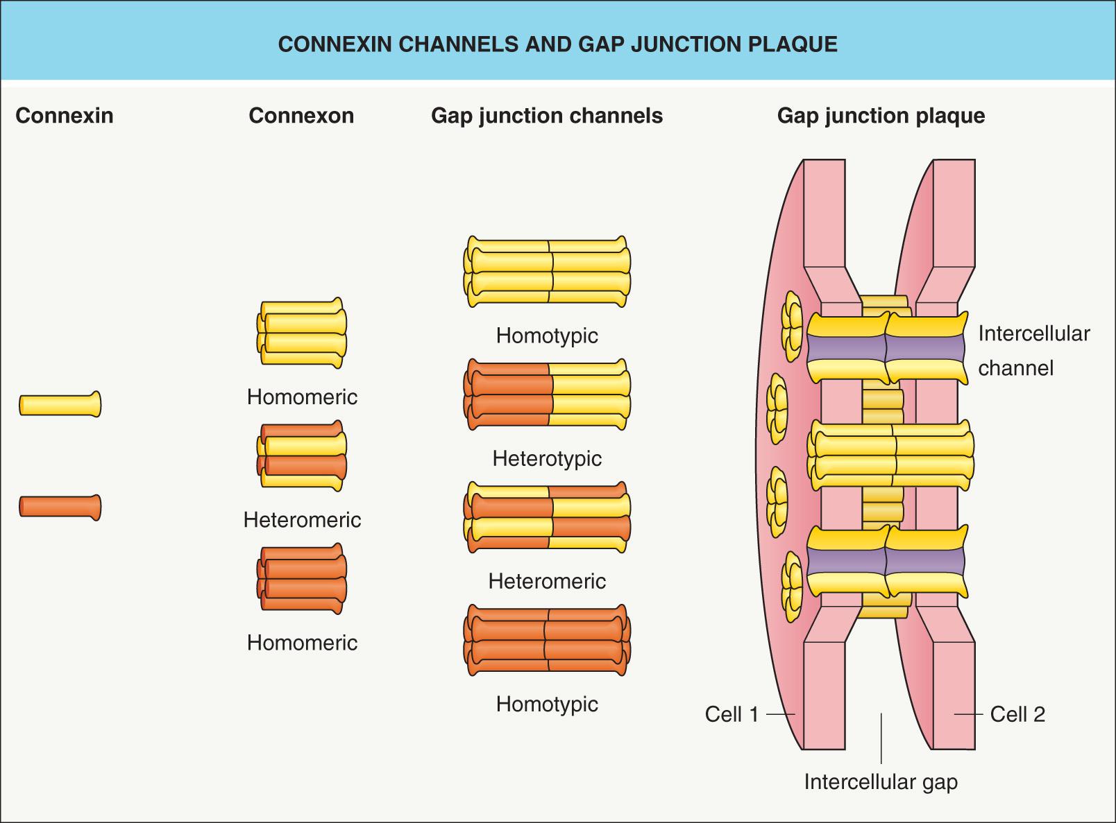 Fig. 58.4, Connexin channels and the gap junction plaque.