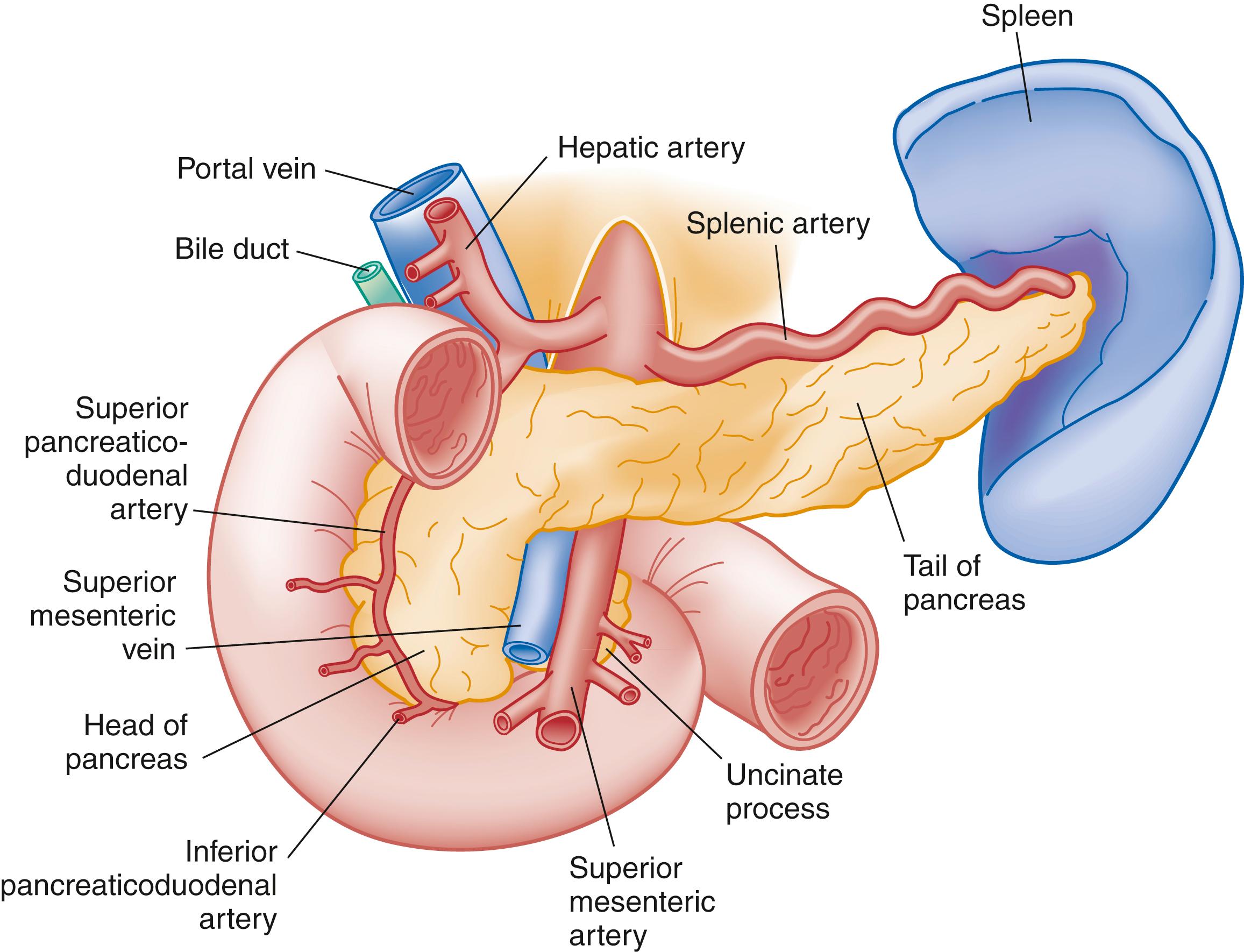 Fig. 77.1, Diagrammatic Representation of the Pancreas, Anterior View.
