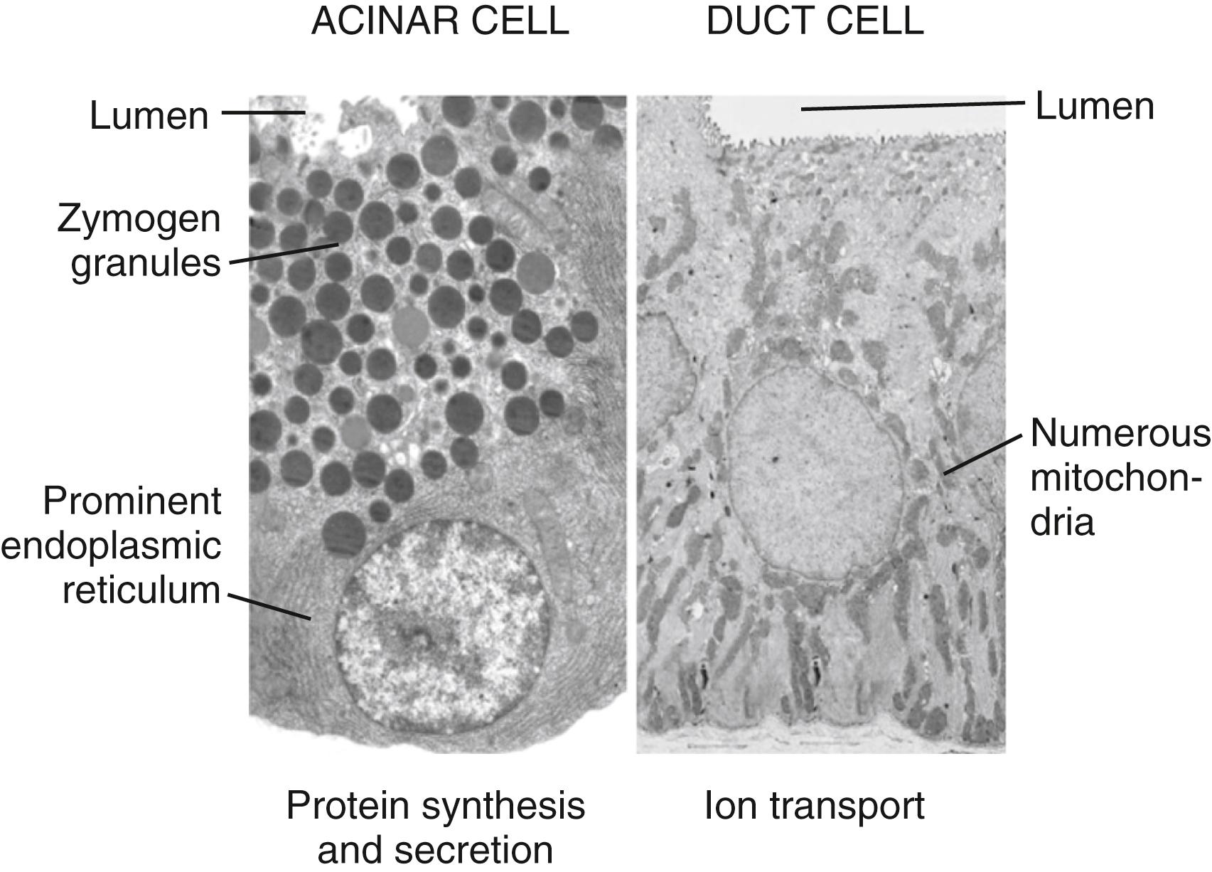 Fig. 56.2, Ultrastructure of exocrine cells. The ultrastructure of exocrine cells reflects their specialized function. The pancreatic acinar cell (left) and duct cell (right) are both polarized, with clearly defined apical (luminal), lateral, and basal domains. The pancreatic acinar cell has prominent basally located rough endoplasmic reticulum for synthesis of digestive enzymes and apically located zymogen granules for storage and secretion of digestive enzymes. The pancreatic duct cell contains numerous mitochondria for energy generation needed for its ion transport functions.