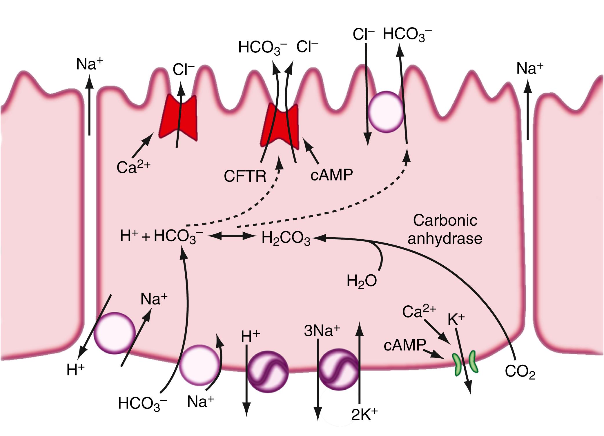 Fig. 56.4, Ion transport by the pancreatic duct cell. HCO 3 − is delivered for ultimate secretion by 2 mechanisms. In one, membrane-diffusible CO 2 is catalytically converted to HCO 3 − and H + by the action of carbonic anhydrase, which hydrates CO 2 , thereby forming H 2 CO 3 , which then dissociates to HCO 3 − and H + . The duct cell is rich in carbonic anhydrase. In the other Na + , and HCO 3 − are cotransported on the basolateral membrane. The HCO 3 − is then available for apical secretion by both the cystic fibrosis transmembrane conductance regulator ( CFTR ) and Cl − -HCO 3 − anion exchange. Na + and H 2 O are delivered to the lumen through intercellular junctions. H + is removed from the cell by a basolateral Na + , H + antiport and a H + -ATPase to maintain a constant intracellular pH. Secretion is activated by increased permeability of apical Cl − and HCO 3 − channels and basolateral K + channels through agonists (i.e., secretin and acetylcholine) that increase cellular cyclic AMP (cAMP) levels (secretin) and calcium levels (acetylcholine).