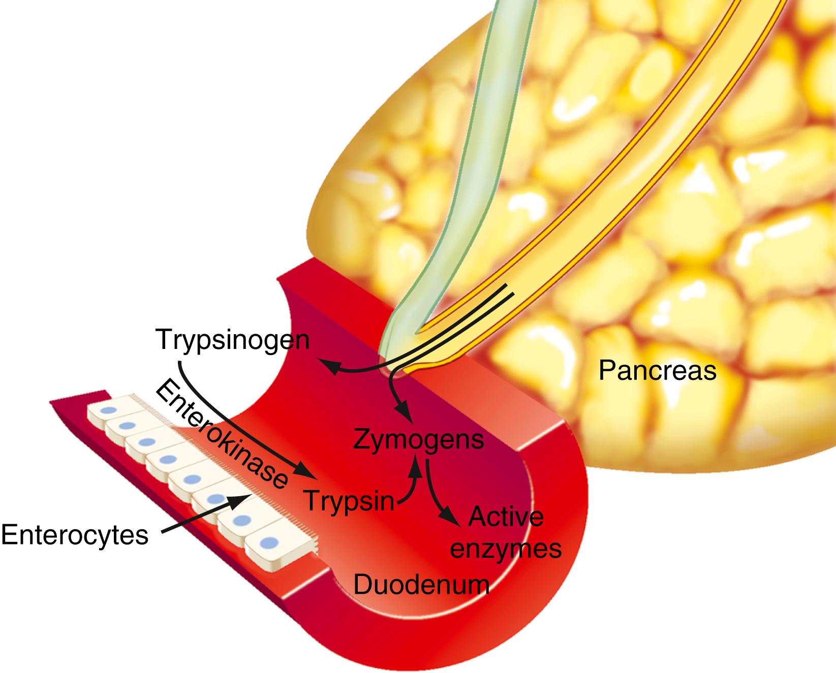 Fig. 56.5, Site of zymogen activation. Trypsinogen, chymotrypsinogen, proelastase, procarboxypeptidase, and prophospholipase A 2 are stored in the pancreas and secreted into the duodenal lumen as inactive proenzyme forms. Other enzymes, such as amylase and lipase, are stored and secreted in their active forms. The active forms of these latter enzymes have no effect on the pancreas because it does not contain starch or TG. Activation of the inactive proenzymes takes place in the duodenal lumen. There, the brush-border enzyme enterokinase converts secreted trypsinogen to trypsin. Trypsinogen and the other proenzymes are then converted to active forms by proteolytic cleavage by trypsin.