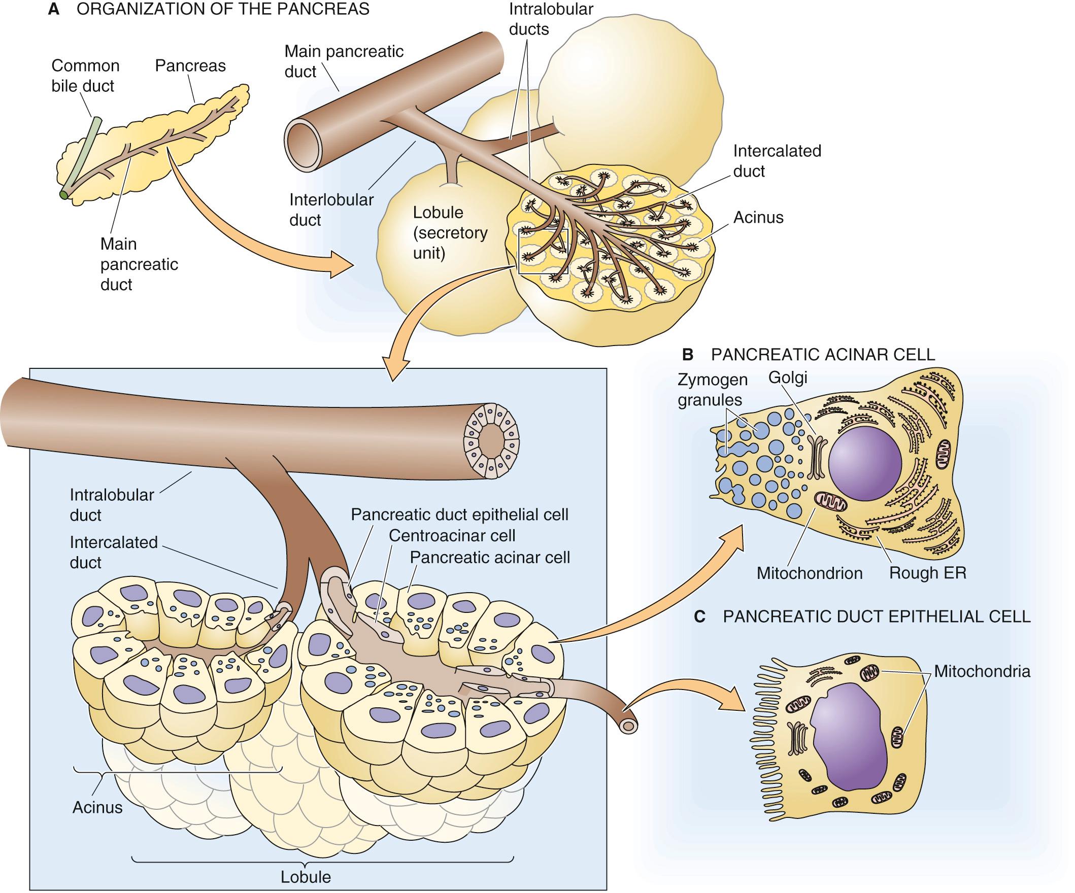 Figure 43-1, Pancreatic acinus and duct morphology. A, The fundamental secretory unit is composed of an acinus and an intercalated duct. Intercalated ducts merge to form intralobular ducts, which in turn merge to form interlobular ducts, and then the main pancreatic duct. B, The acinar cell is specialized for protein secretion. Large condensing vacuoles are gradually reduced in size and form mature zymogen granules that store digestive enzymes in the apical region of the acinar cell. C, The duct cell is a cuboidal cell with abundant mitochondria. Small microvilli project from its apical membrane.