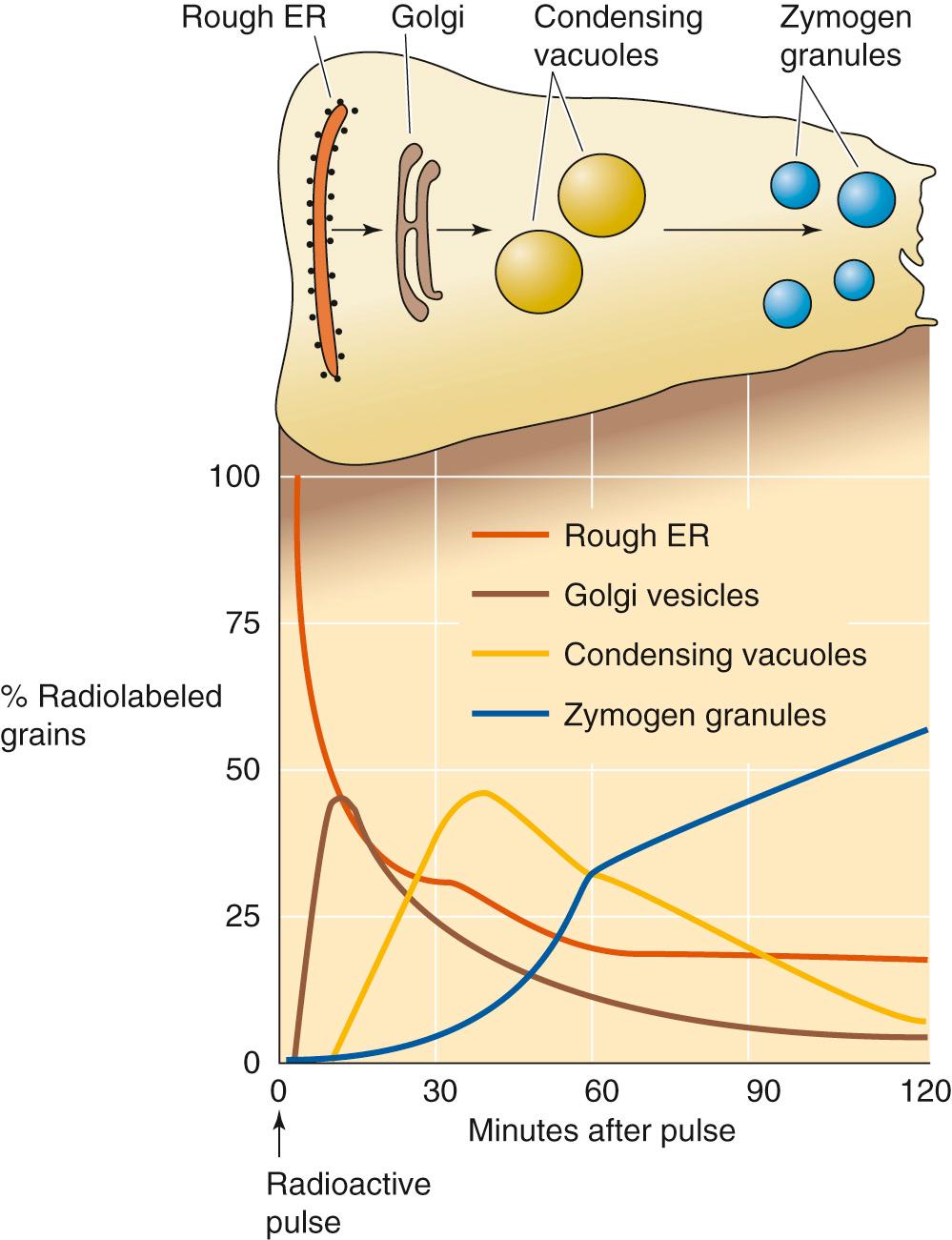 Figure 43-2, Movement of newly synthesized proteins through the secretory pathway. The four records in the graph show the time course of radiolabeled secretory proteins present in each compartment.