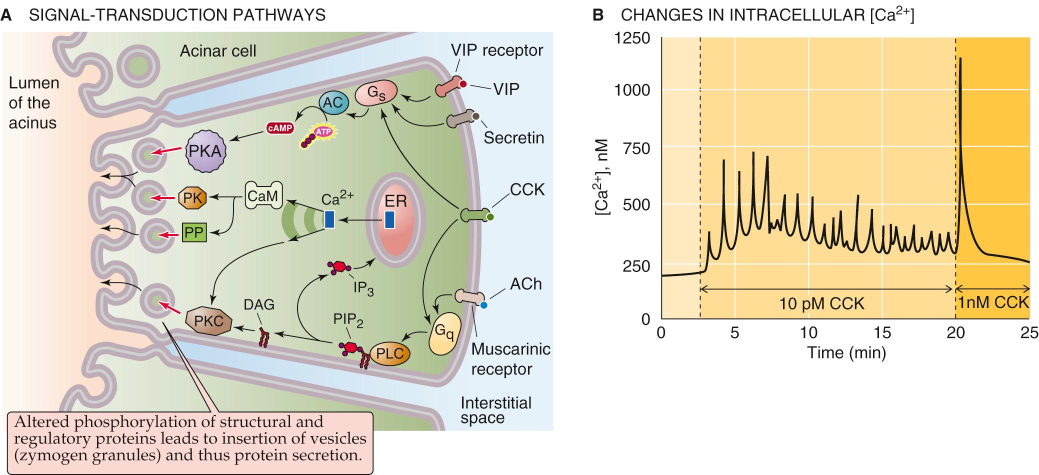 Figure 43-4, Stimulation of protein secretion from the pancreatic acinar cell. A, The pancreatic acinar cell has at least two pathways for stimulating the insertion of zymogen granules and thus releasing digestive enzymes. B, Applying a physiological dose of CCK (i.e., 10 pM) triggers a series of [Ca 2+ ] i oscillations. However, applying a supraphysiological concentration of CCK (1 nM)—a dose that could initiate pancreatitis—elicits a single large [Ca 2+ ] i spike, halts the oscillations, and decreases amylase secretion. Recall from Figure 43-3 that high levels of CCK also are less effective in causing amylase secretion. AC, adenylyl cyclase; CaM, calmodulin; PIP 2 , phosphatidylinositol 4,5-bisphosphate; PK, protein kinases other than PKA and PKC; PP, phosphoprotein phosphatases.