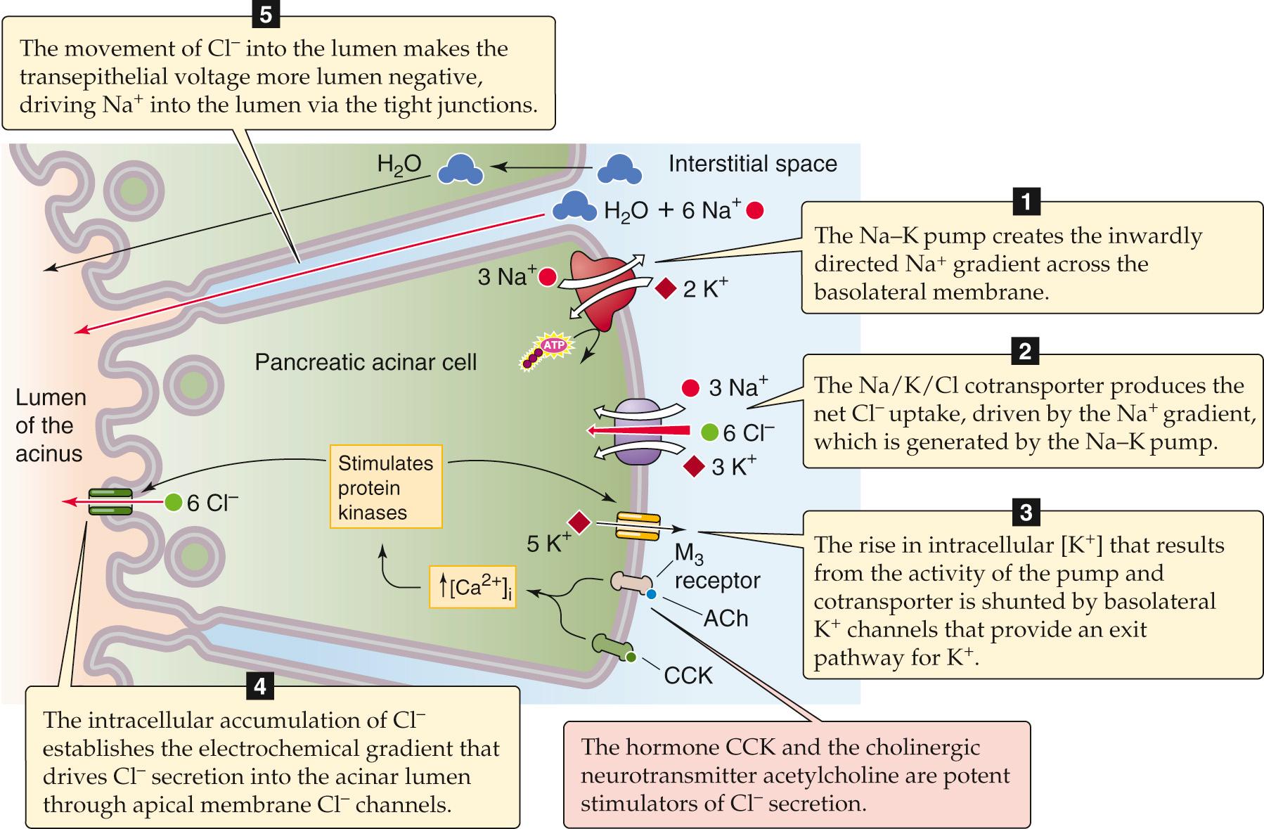 Figure 43-5, Stimulation of isotonic NaCl secretion by the pancreatic acinar cell. Both ACh and CCK stimulate NaCl secretion, probably through phosphorylation of basolateral and apical ion channels.