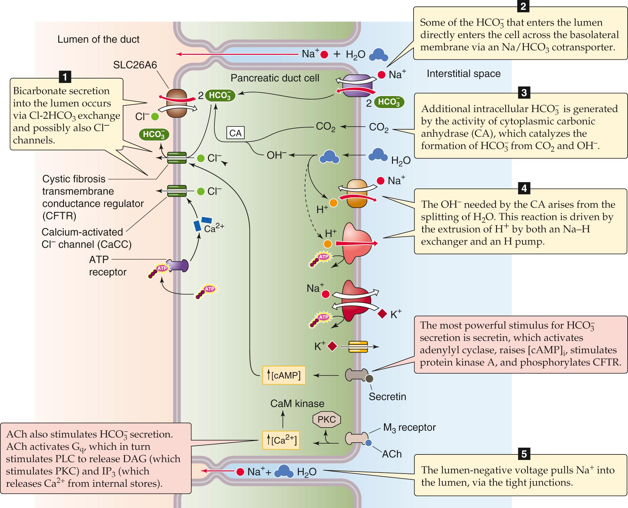 Figure 43-6, secretion by the cells of the pancreatic duct. Secretin, via cAMP, phosphorylates and opens CFTR Cl − channels. Exit of Cl − through apical Cl − channels depolarizes the basolateral membrane, generating the electrical gradient favoring electrogenic Na/HCO 3 cotransport. CaM, calmodulin.