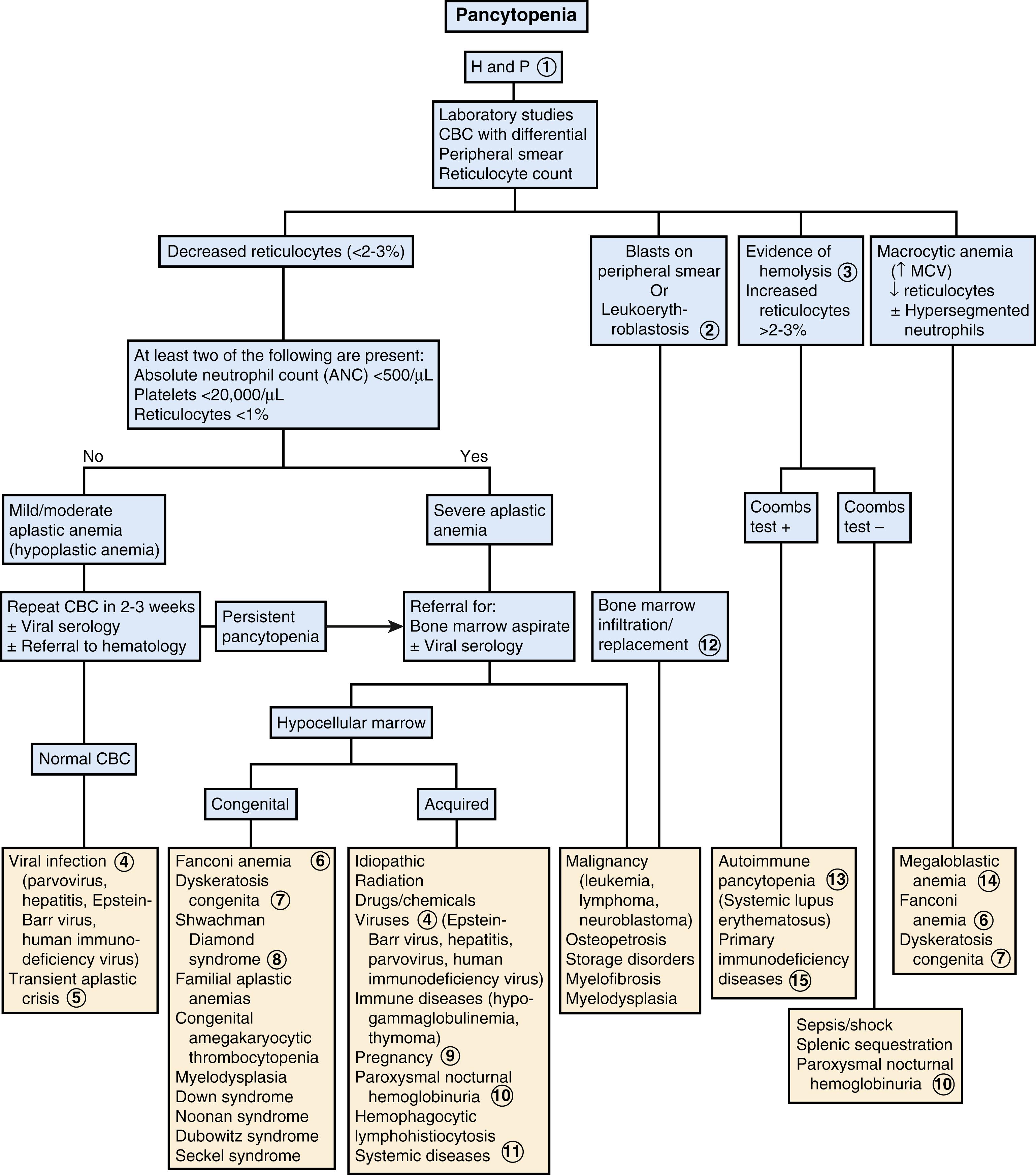 Fig. 50.3, Pancytopenia diagnostic algorithm. 1, History should include exposure to agents that are potentially myelosuppressive. These include radiation and chemotherapy (e.g., 6-mercaptopurine, methotrexate, nitrogen mustard). Other drugs include chloramphenicol, sulfonamides, phenylbutazone, and anticonvulsants. Chemicals and toxins include benzene and other aromatic hydrocarbons present in insecticides and herbicides. A history and physical examination compatible with certain viral infections should be sought. An increased susceptibility to infection may suggest an immunodeficiency syndrome. A family history of congenital anomalies, aplastic syndromes, and leukemias may indicate syndromes associated with constitutional aplastic pancytopenias. Physical examination may reveal the effects of the cytopenias, including anemia, which results in tachycardia and pallor; thrombocytopenia, which may cause bleeding, bruising, epistaxis, petechiae, or ecchymoses; and neutropenia, which may be associated with oral ulcerations and fevers. Examination should include identification of congenital anomalies associated with Fanconi and other syndromes (e.g., Down syndrome). 2, When blasts are seen on peripheral smear, it indicates leukemia requiring referral for bone marrow examination. Leukoerythroblastosis (myelophthisic anemia) is usually due to invasion of the bone marrow and resulting release of immature cells including erythroblasts (nucleated erythrocytes), immature neutrophils, and giant platelets. 3, Laboratory findings suggesting hemolysis include abnormal cell morphology, increased reticulocyte count, increased red blood cell distribution width, indirect bilirubin, urine urobilinogen, lactate dehydrogenase, decreased serum haptoglobin, and hemoglobinuria. 4, The most common cause of mild or moderate pancytopenias in healthy patients is suppression due to infectious agents. Specific viruses include human parvovirus B19, hepatitis viruses (B, C, non-A, non-B, and non-C), dengue virus, cytomegalovirus, human herpesvirus 6, and Epstein-Barr virus. Patients with HIV may have pancytopenia for a number of reasons, including opportunistic infections, drugs used in treatment, and neoplasms associated with the disease. Other viruses that may cause cytopenias include measles, mumps, rubella, varicella, and influenza A. If a viral etiology is suggested, it is reasonable to recheck the CBC in a few weeks. If the pancytopenia persists or becomes more severe, referral to a hematologist for further evaluation is recommended. 5, Patients with hemolytic anemia who have shortened red blood cell survival time are at risk of transient aplastic crisis. This is most commonly associated with parvovirus and may occur in children with sickle cell disease, thalassemia, hereditary spherocytosis, and other types of erythroid stress. 6, Fanconi anemia is an autosomal recessive condition. Two-thirds of affected children have congenital anomalies. These include microcephaly, microphthalmia, absent radii and thumbs, and heart and kidney abnormalities. There may be hypopigmentation of the skin and short stature. 7, Dyskeratosis congenita is a rare form of ectodermal dysplasia associated with pancytopenia. Dermatologic manifestations include hyperpigmented skin, dystrophic nails, and mucous membrane leukoplakia. 8, Shwachman-Diamond syndrome is characterized by neutropenia with exocrine pancreatic insufficiency (e.g., malabsorption, steatorrhea, failure to thrive). About 50% develop aplastic anemia. 9, Pregnancy may be associated with aplastic anemia; estrogens may play a role. 10, Paroxysmal nocturnal hemoglobinuria is characterized by intravascular hemolysis and hemoglobinuria as well as venous thrombosis. There is a strong association with aplastic anemia. 11, Systemic diseases may be associated with pancytopenias. These may include systemic lupus erythematosus, metabolic diseases, brucellosis, sarcoidosis, and tuberculosis. 12, Replacement of the marrow by malignant or nonhematopoietic cells may cause pancytopenias. Conditions include leukemia, lymphomas, and neuroblastoma metastases to the bone marrow. Osteopetrosis may cause obliteration of the marrow. Myelofibrosis may also be a cause. Myelodysplastic syndrome is rare in children; there is an increased risk of development with Down syndrome, Kostmann syndrome, Noonan syndrome, Fanconi anemia, trisomy 8 mosaicism, neurofibromatosis, and Shwachman syndrome. 13, In autoimmune pancytopenia the Coombs (direct antiglobulin) test is usually positive. There is evidence of hemolysis with autoimmune hemolytic anemia. It is known as Evans syndrome when the patient has autoimmune hemolytic anemia and immune thrombocytopenic purpura (ITP). There may also be an associated autoimmune neutropenia. It may be associated with disorders such as systemic lupus erythematosus (SLE). 14, Megaloblastic anemia (large RBCs with abnormal hypersegmented neutrophils due to vitamin B 12 or folate deficiency) is rare in children. Neutropenia and thrombocytopenia may be present, particularly in patients with long-standing and severe deficiencies. 15, Including autoimmune lymphoproliferative syndrome (ALPS), common variable immune deficiency (CVID), and immune disregulation, polyendocrinopathy, endocrinopathy, X-linked (IPEX). MCV, mean corpuscular volume.