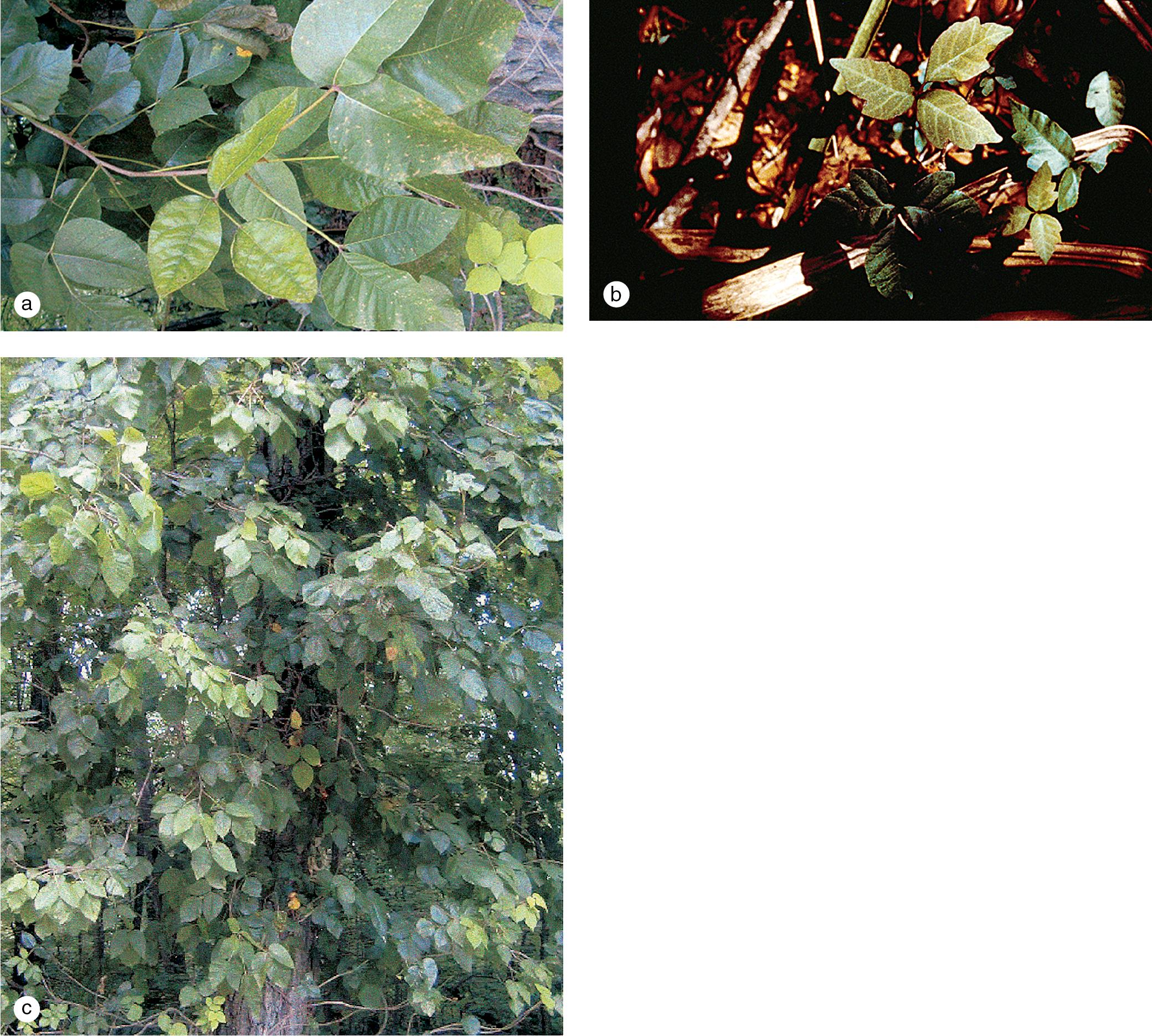 Fig. 3.16, Plants that provoke dermatitis after direct contact with the sap. (a) Poison ivy has characteristic shiny leaves in groups of three; it may grow as a vine or low shrub or bush. (b) Poison oak also has leaves in groups of three, although the edges tend to be more scalloped than those of poison ivy.