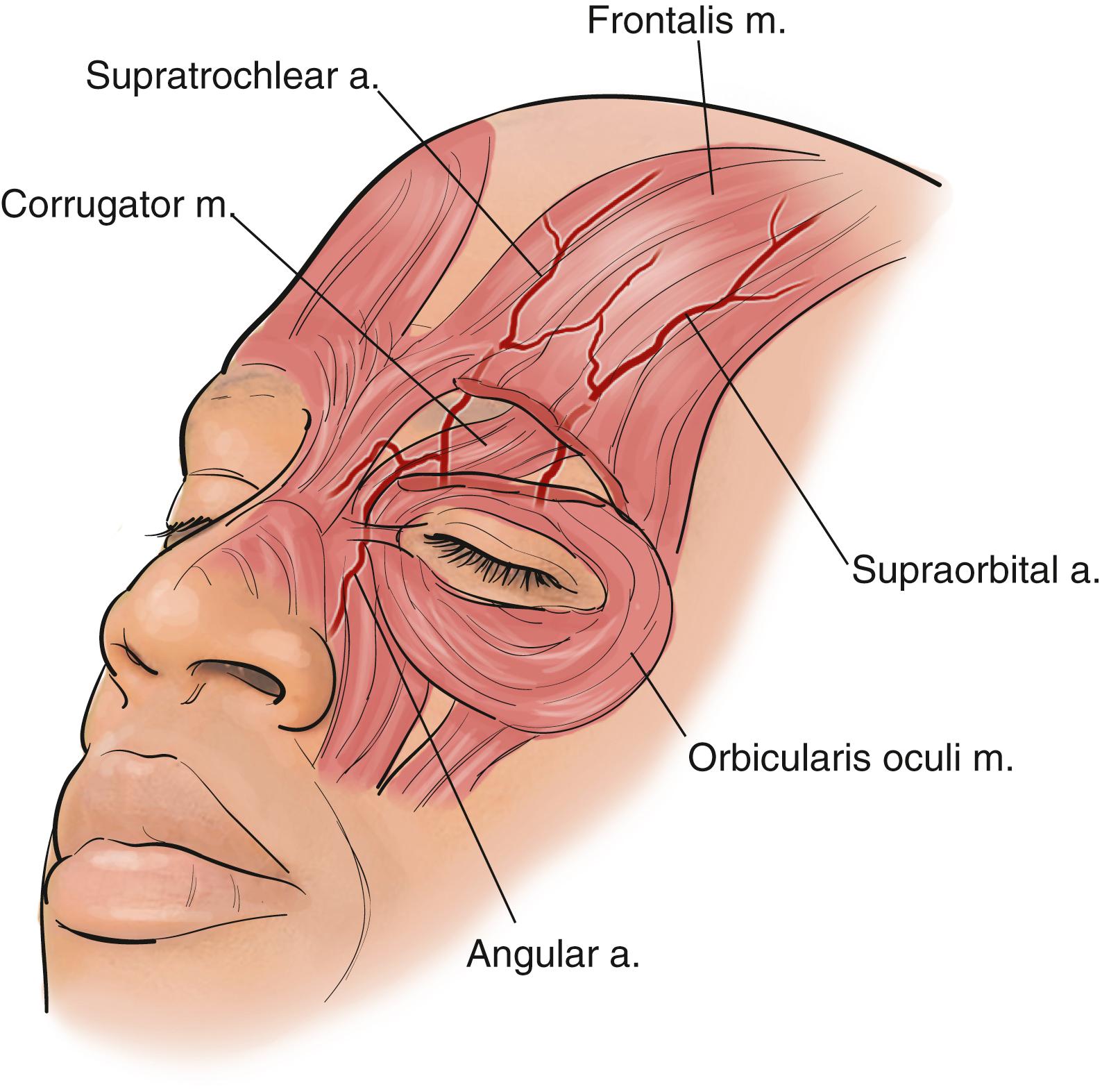 Fig. 165.3, Periorbital vessels and muscle relationships.