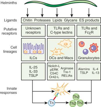 Fig. 39-1, Orchestration of CD4 + T H 2 cell differentiation after innate immune cell recognition and response to helminth-derived products.