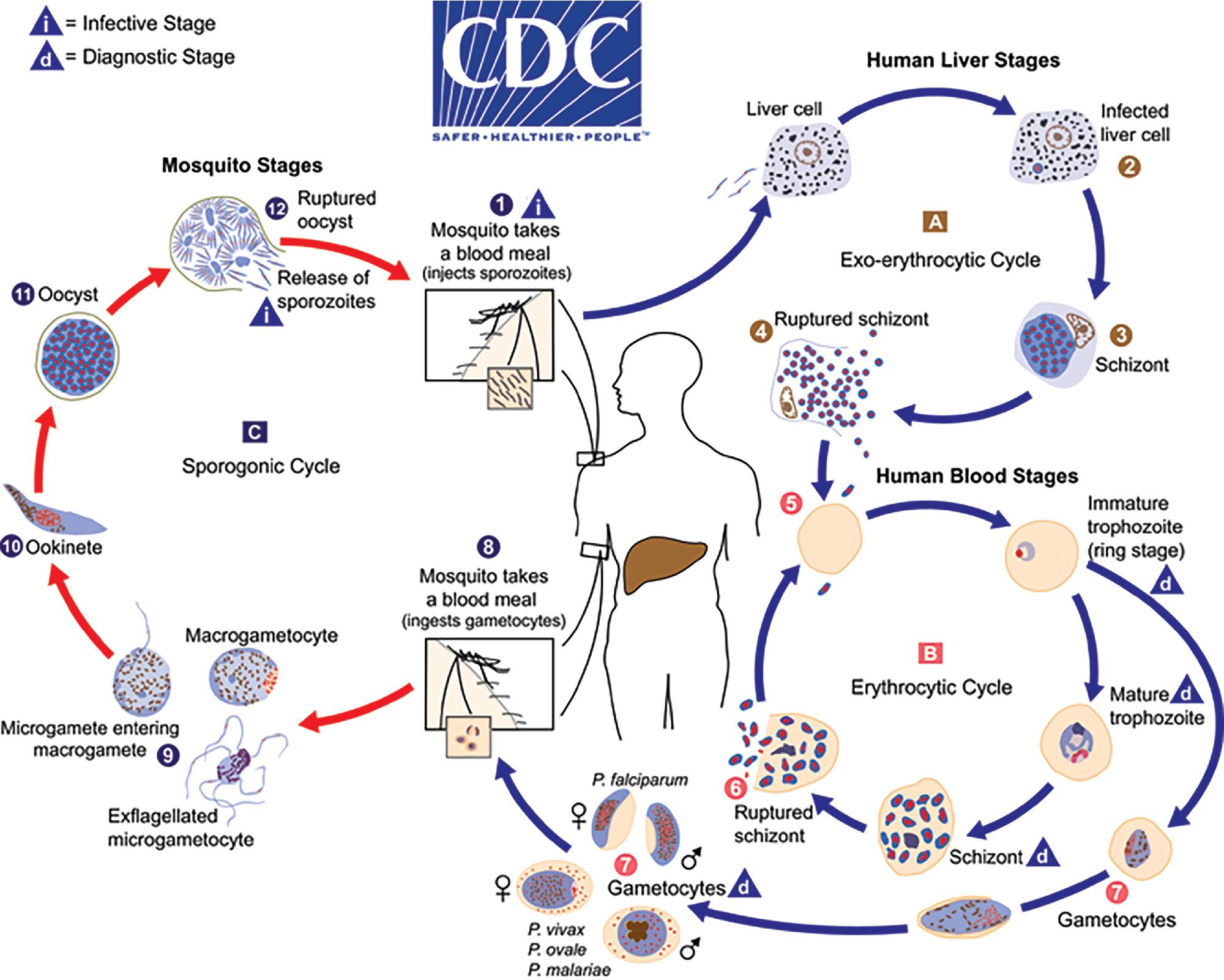 FIGURE 88.12, Life cycle of Plasmodium spp. Humans acquire malaria through the bite of an infected female Anopheles mosquito. The mosquito vector injects infective (i) sporozoites into the blood stream while taking a blood meal (1) , and these sporozoites are transported to the liver to infect hepatocytes (2) . In the following 5 to 15 days, parasites undergo asexual reproduction within hepatocytes to form schizonts (3) through an asexual reproductive process called exoerythrocytic schizogony (A) . Infected hepatocytes release merozoites into the blood (4) . Plasmodium ovale and P. vivax may also remain in the liver as a dormant hypnozoite stage and later reactivate to cause relapsing disease weeks to months after infection. Other species do not have this dormant stage and do not cause relapsing disease. Merozoites infect erythrocytes (5) and undergo asexual reproduction to form schizonts through erythrocytic schizogony (B) . As schizonts rupture, new merozoites are released into the blood and infect other erythrocytes, thus continuing the asexual life cycle (6) . Erythrocytic infection and rupture, with release of merozoites, recurs every 1 to 3 days, leading to potential infection of thousands to millions of erythrocytes over several days. Some immature trophozoites develop into female macrogametocytes and male microgametocytes ( 7, precursors to sexual reproduction) rather than schizonts. The diagnostic stages (d) seen in blood are the immature trophozoite (ring stage), mature trophozoite, immature and mature schizont, and gametocyte. Gametocytes are the infective form for the mosquito. When ingested by a female Anopheles mosquito during a subsequent blood meal (8) , microgametocytes release microgametes in a process called exflagellation (9) ; these then penetrate macrogametes in the sporogonic cycle (C) to form ookinetes (10) . Ookinetes invade the midgut wall of the mosquito and develop into oocysts (11) . Over 8 to 15 days, oocysts mature and rupture to release thousands of sporozoites (12) , which travel to the salivary glands and can be inoculated into a new host during the next blood meal (1).