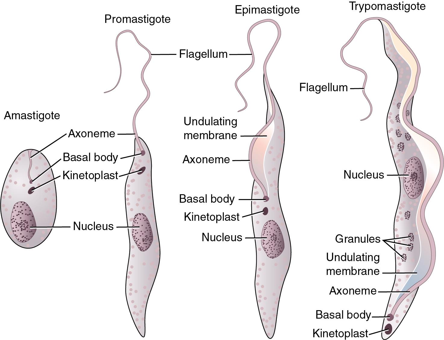 FIGURE 88.24, Hemoflagellate morphology.