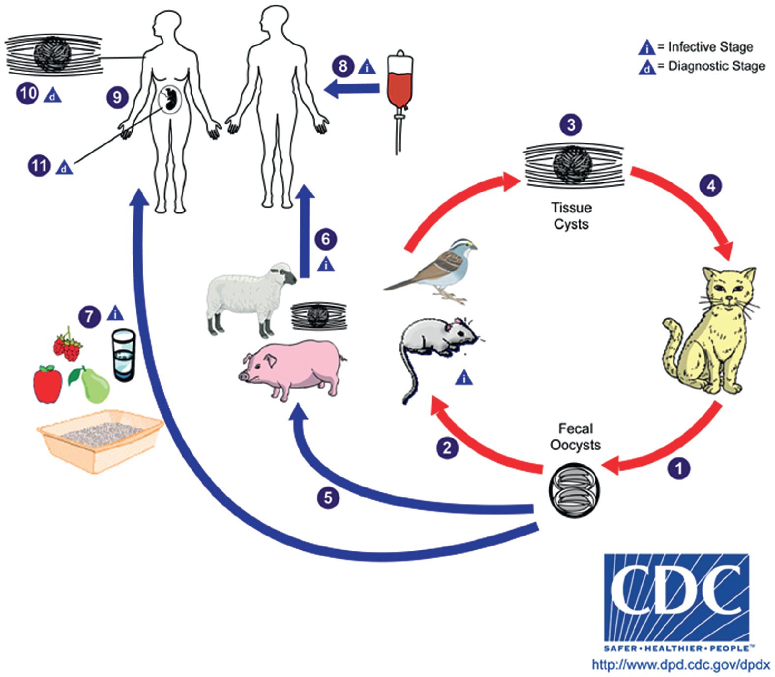 FIGURE 88.29, Life cycle of Toxoplasma gondii. Felines are the only known definitive host for T. gondii. Infected cats (wild and domestic) shed infective oocysts in their feces (1) , and these mature in the environment and become infectious to a variety of other animals, which serve as intermediate hosts. In the natural cycle, sporulated oocysts are commonly ingested by birds and rodents, which transform into rapidly dividing tachyzoites and infect neural and muscle tissue. Once in tissue, the tachyzoites form tissue cysts that contain bradyzoites (3) . New feline hosts become infected when ingesting the tissue cysts in infected animals (4) . Other animals, including those bred for human consumption, can also develop tissue cysts after ingesting environmental oocysts (5) . Humans can then become infected by ingesting tissue cysts (i) in undercooked meat from these animals (6) . Humans also become infected by ingesting oocysts (i) in contaminated food and water, or by inadvertently ingesting oocysts on contaminated hands after handling cat feces (7) . Lastly, humans can become infected with T. gondii through blood transfusion (8) , organ transplantation, and transplacentally (9) . As seen in other animals, humans develop tissue cysts in brain, muscle, and other organs (10) . Infection is most commonly diagnosed by serology, but tissue cysts and free tachyzoites may also be observed directly from infected tissues (d) , and parasite DNA (d) can be detected in tissue, cerebrospinal fluid, amniotic fluid (11) , and other sources.