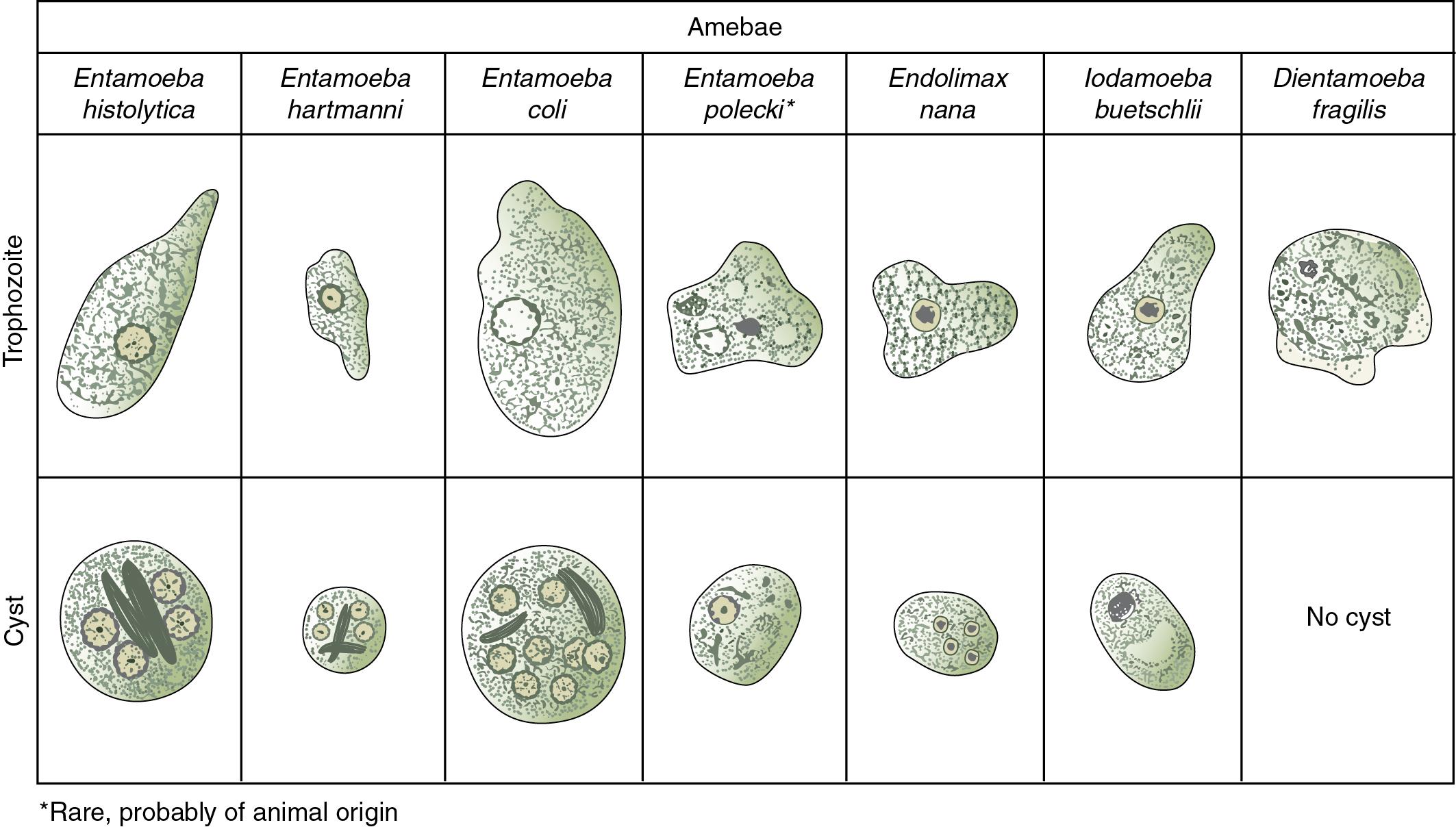 FIGURE 88.33, Morphology of the intestinal amebae and Dientamoeba fragilis.