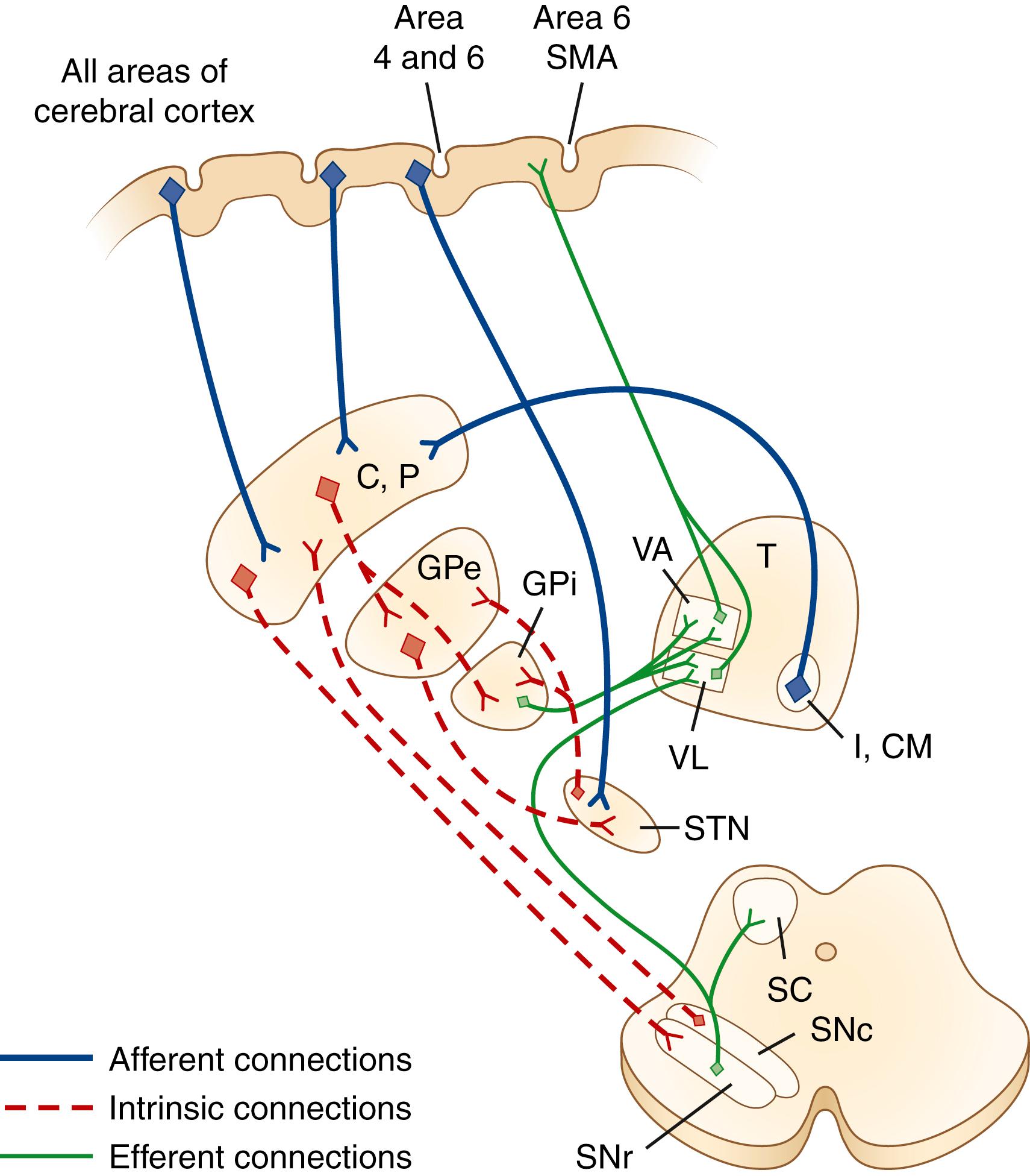 Fig. 96.1, Schematic drawing of interconnections between the basal ganglia and its afferent and efferent connections. CM , Centromedian nucleus of thalamus; C,P , caudate, putamen (striatum); GPe , lateral (external) globus pallidus; GPi , medial (internal) globus pallidus; SC , superior colliculus; SMA , supplementary motor area; STN , subthalamic nucleus; SNc , substantia nigra pars compacta; SNr , substantia nigra pars reticulata; T , thalamus; VA , ventral anterior; VL , ventrolateral.