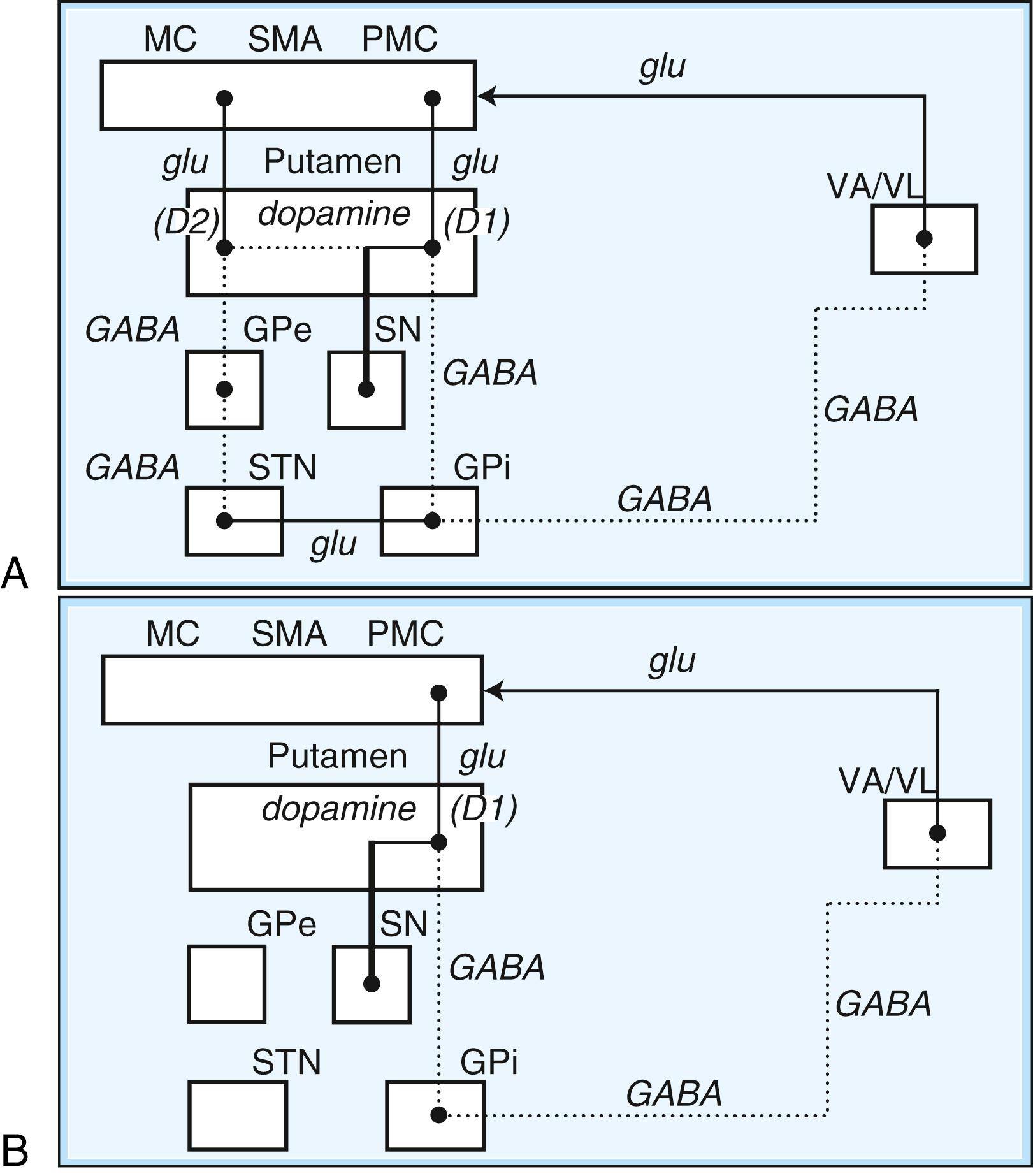 Fig. 96.2, Schematic drawing of internuclear connections of basal ganglia, including (A) direct and indirect pathways and (B) direct pathway. (See Fig. 96.3 for depiction of indirect pathway.) Excitatory pathways in solid lines , inhibitory pathways in dotted lines . D 1 , Dopamine D 1 receptor; D 2 , dopamine D 2 receptor; GABA , γ-aminobutyric acid; glu , glutamate; GPe , external segment of the globus pallidus; GPi , internal segment of the globus pallidus; MC , motor cortex; PMC , premotor cortex; SMA , supplementary motor area; SN , substantia nigra; STN , subthalamic nucleus; VA/VL , ventral anterior/ventrolateral thalamic nuclei.