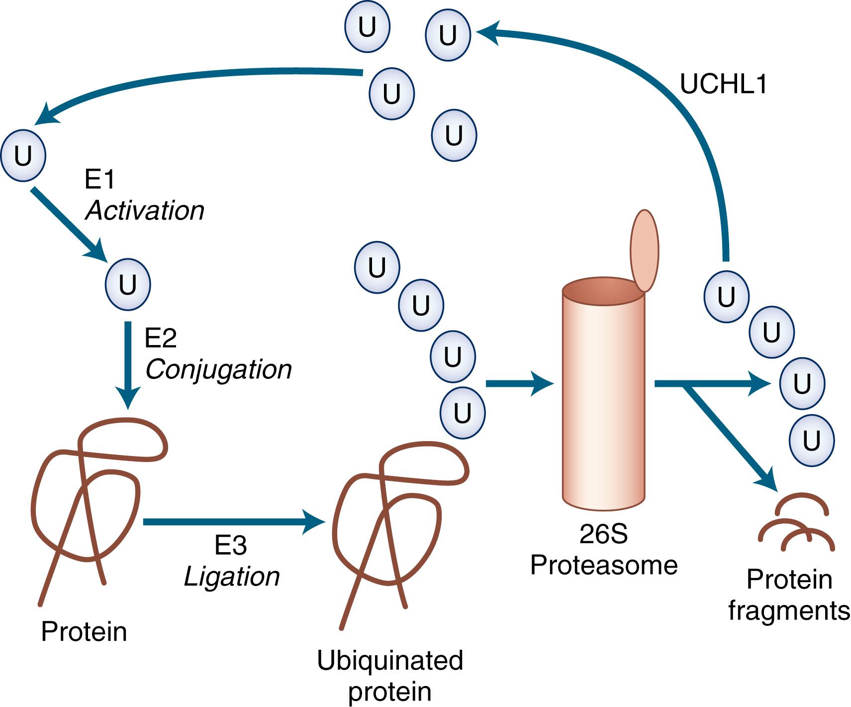 Fig. 96.4, Ubiquitin-Dependent Proteasome Proteolysis.