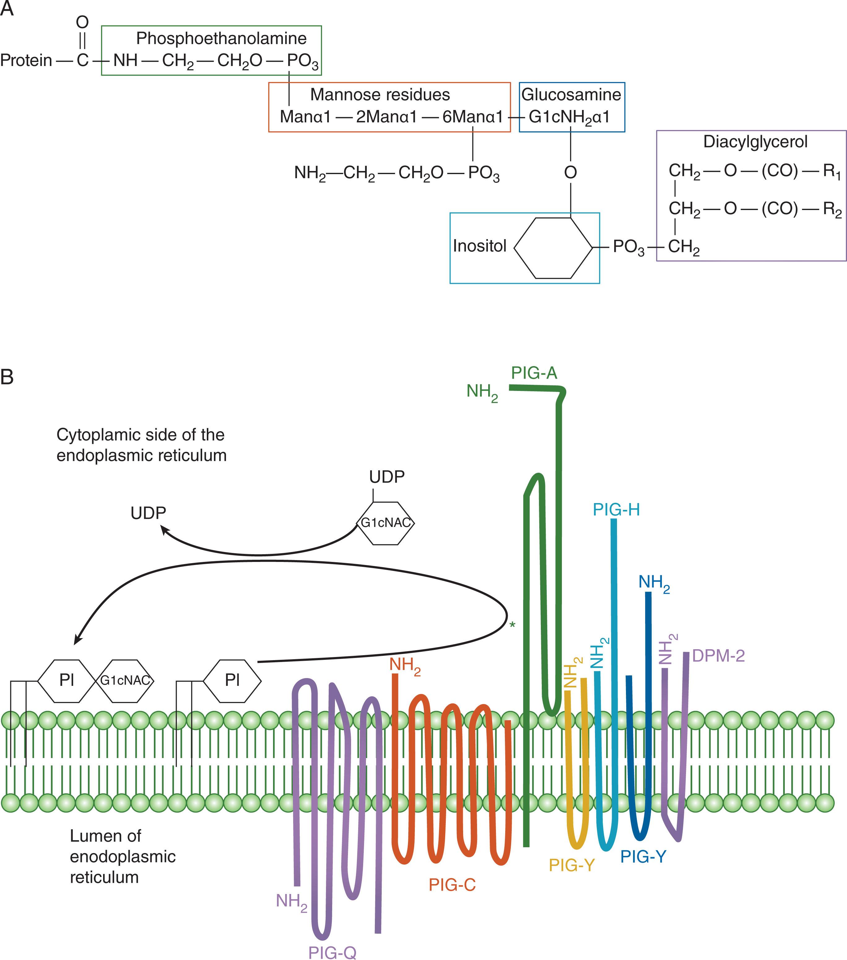 Figure 32.5, (A) The core structure of GPI. A protein is covalently linked to the ethanolamine moiety of this structure by a peptide bond. The diacylglycerol moiety is inserted in cell phospholipid membrane bilayer, which keeps the structure localized to the surface of the cell. This provides lateral mobility in the membrane for the attached protein. (B) It requires 7 proteins to catalyze the first step in the biosynthesis of GPI in the endoplasmic reticulum. The reaction occurs on the cytoplasmic side but later steps occur on the luminal side. PIGA has the active site of the enzyme complex, indicated with the asterisk. This is the step of GPI-anchor synthesis that is deficient in PNH.