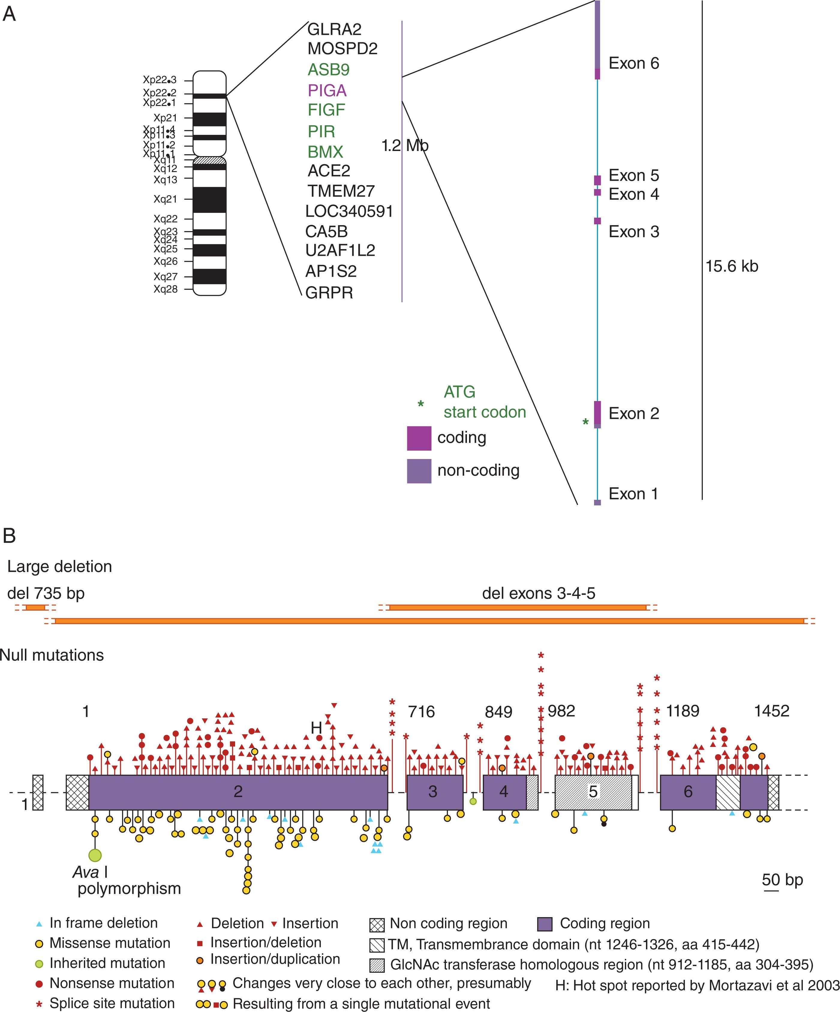 Figure 32.6, (A) The location of the PIGA gene on the X-chromosome. Large deletions that also involve neighboring genes (shown in green ) have been reported occasionally in patients with PNH. (B): A broad spectrum of mutations in the PIG-A gene have been identified in patients with PNH.