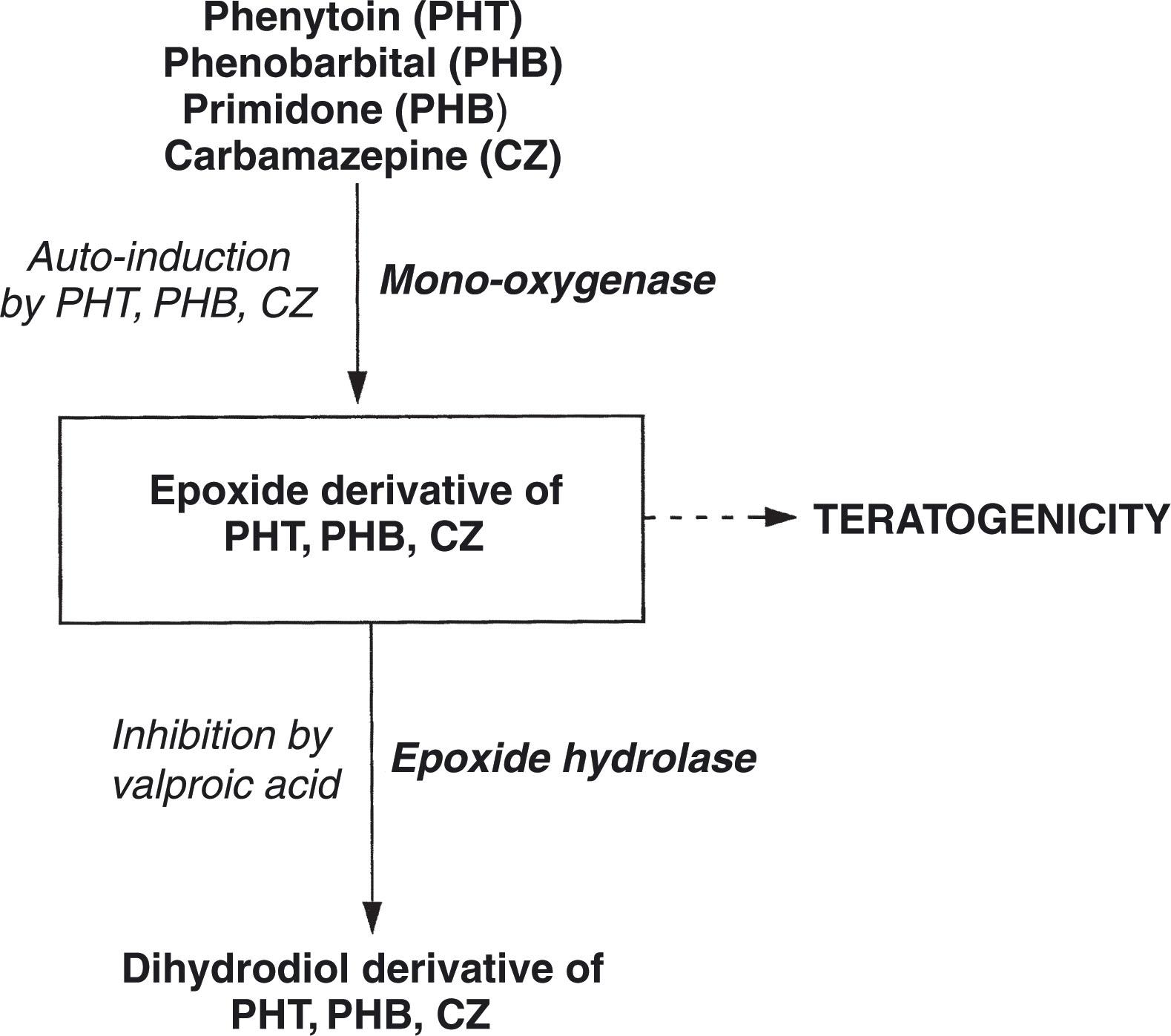 Fig. 42.9, Potential mechanism of teratogenic effect of major anticonvulsant drugs.