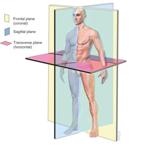 FIG 36-1, The geometry of bones is normally viewed in the three cardinal planes: frontal (coronal), sagittal, and transverse (horizontal).