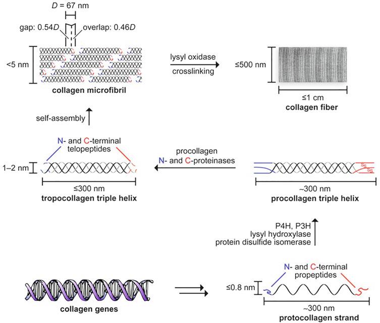 Fig. 9.2, Collagen Biosynthesis.