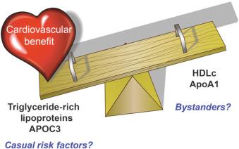 Fig. 6.1, The High-Density Lipoprotein/Triglyceride Seesaw.