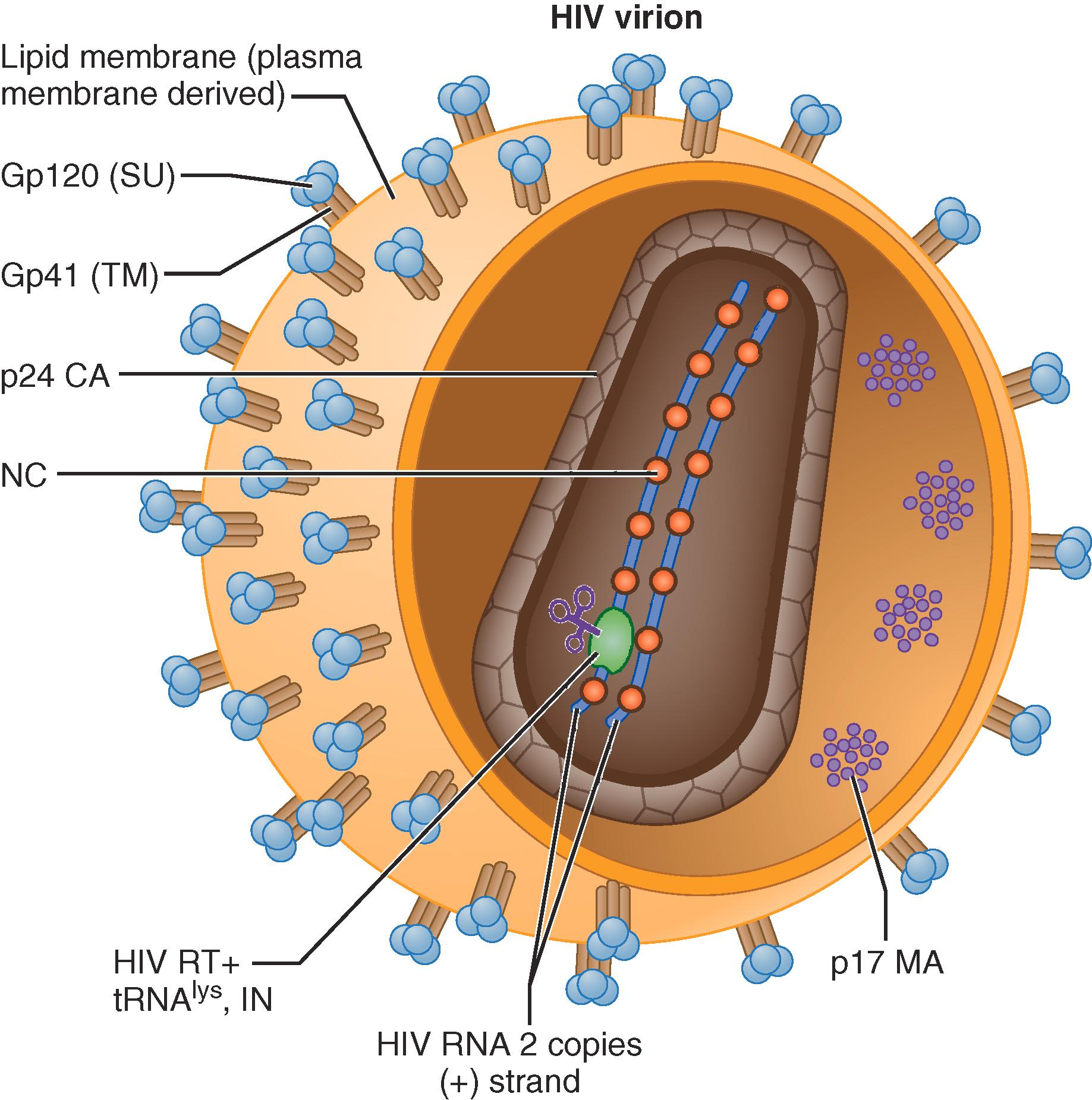 FIGURE 354-1, The HIV virion.