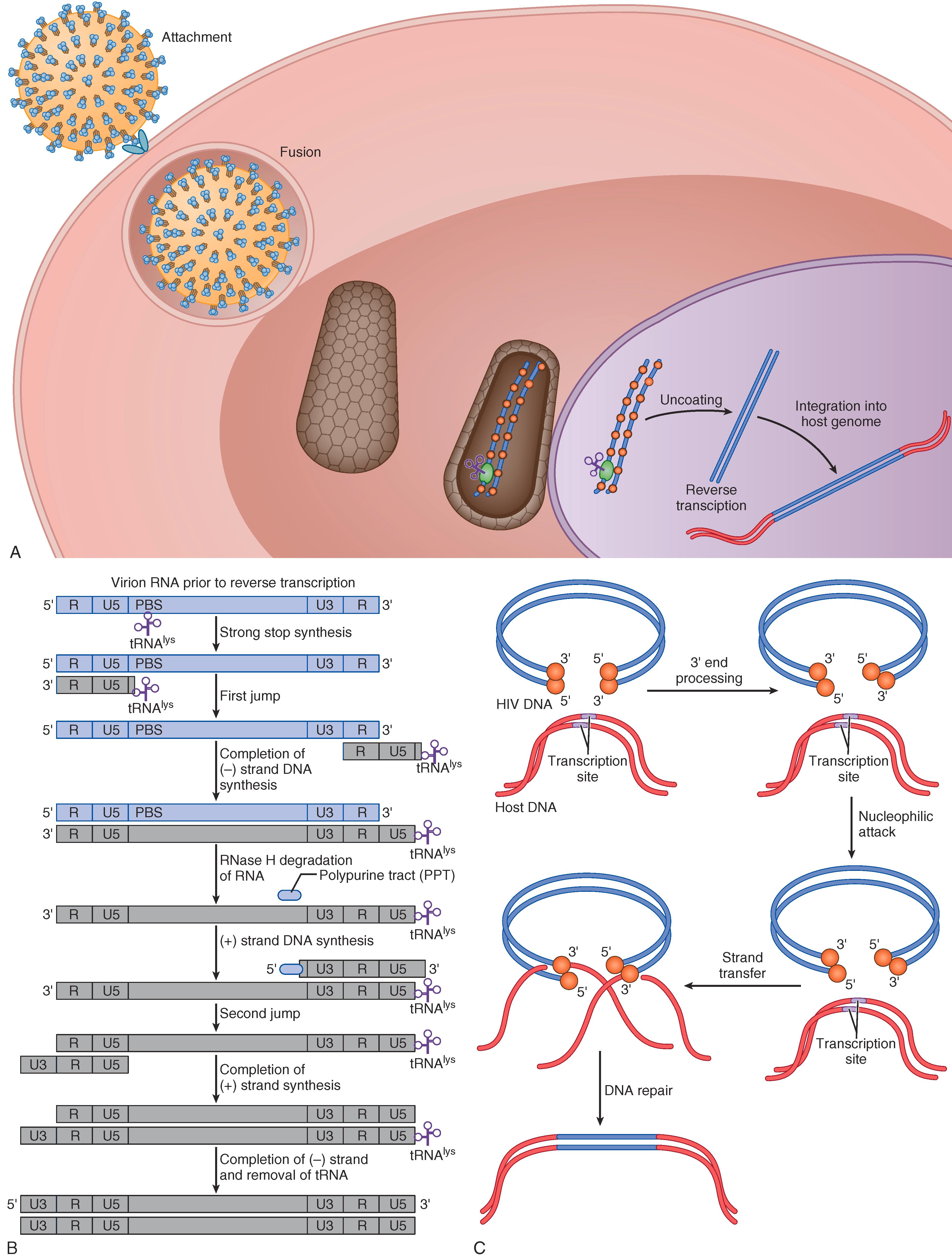 E-FIGURE 354-2, Steps in viral replication.