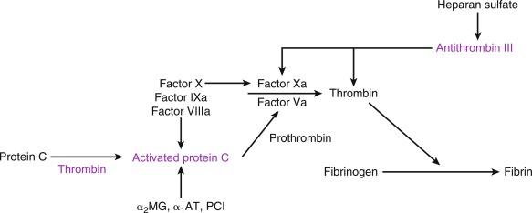 Fig. 8.1, Physiological Regulation of Blood Coagulation.