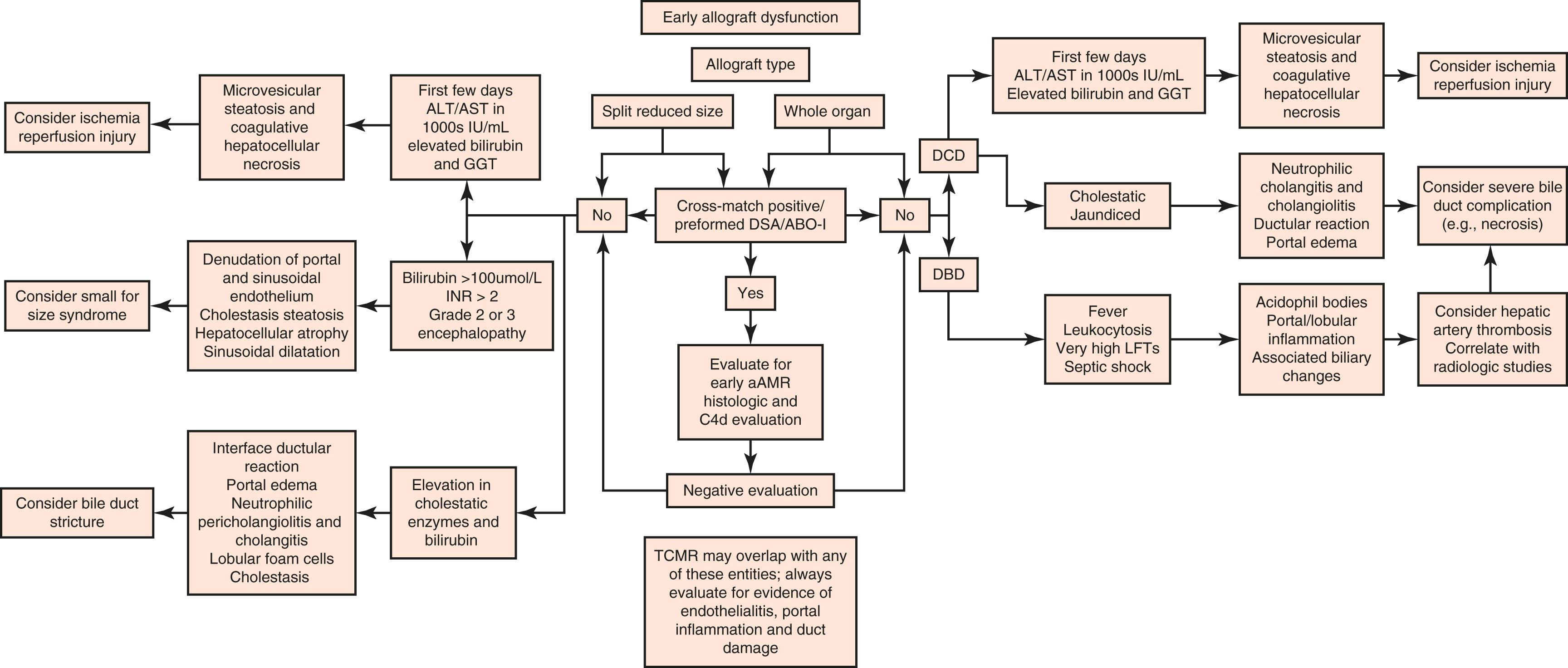 FIGURE 53.4, Flow chart showing causes of early allograft dysfunction and associated biochemical markers and key clinical features. Reduced size grafts from split cadaveric or living donors are specially susceptible to biliary complications and AMR. Allografts obtained from DCD donors are also susceptible to ischemia-reperfusion injury and ischemic cholangiopathy (due to blood component sludging and damage to the peribiliary plexus).