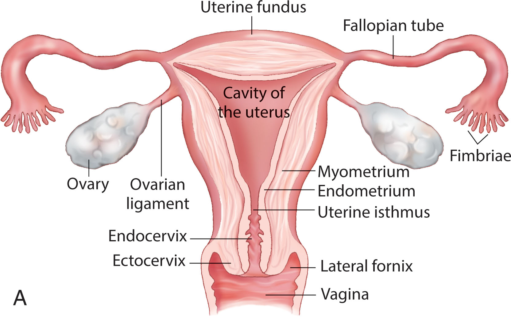 Fig. 44.1, (A) Normal anatomy of the female pelvis. Note the relationship of the ovaries to the lateral walls of the uterus and the position of the fallopian tubes to the ovaries. (B) Detailed anatomy of the ovary.