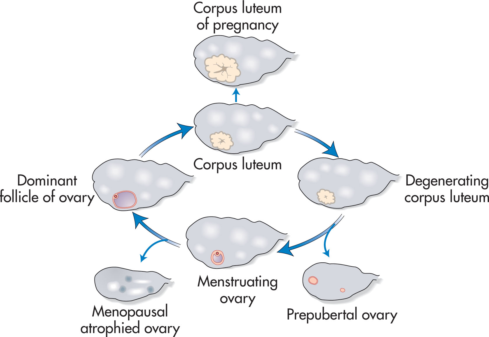 Fig. 44.3, Cyclic changes of the normal ovary.