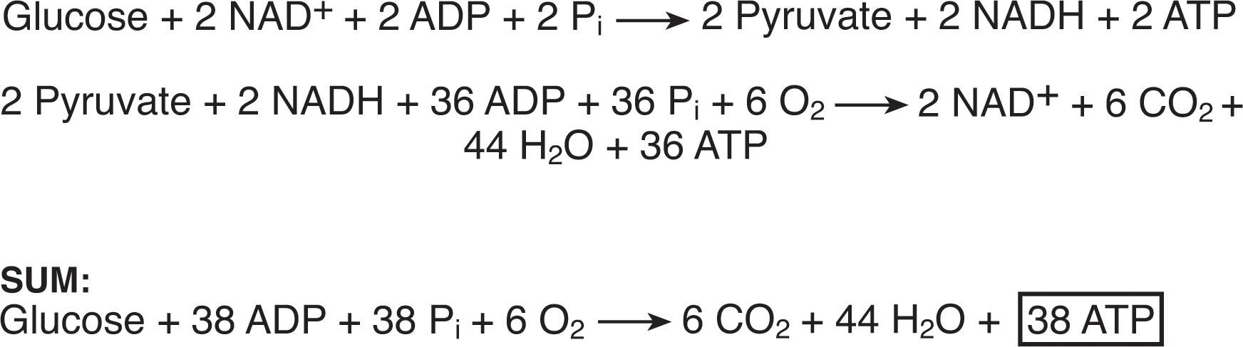 Fig. 16.13, Energy production from glucose under aerobic conditions. Contrast with production under anaerobic conditions (see Fig. 16.14 ). ADP , Adenosine diphosphate; ATP , adenosine triphosphate; NADH , reduced nicotinamide adenine dinucleotide; NAD + , oxidized nicotinamide adenine dinucleotide; P i , inorganic phosphate.