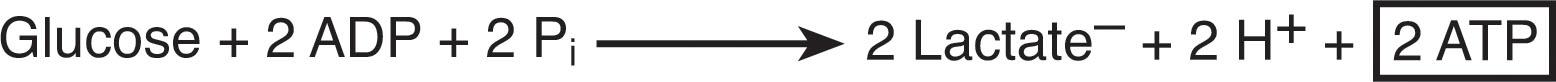 Fig. 16.14, Energy production from glucose under anaerobic conditions. Contrast with production under aerobic conditions (see Fig. 16.13 ). ADP , Adenosine diphosphate; ATP , adenosine triphosphate; P i , inorganic phosphate.