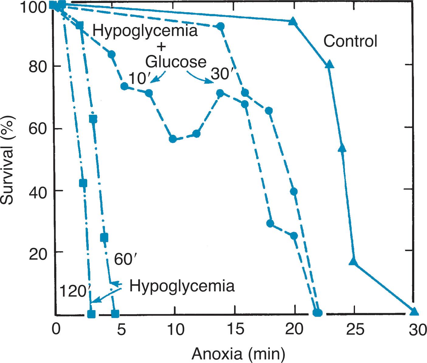 Fig. 16.18, Deleterious effect of hypoglycemia on vulnerability to anoxia (nitrogen breathing). The percentage of survival of newborn rats was determined as a function of duration of anoxia. Hypoglycemia was produced by insulin injection 1 to 2 hours before onset of anoxia; some hypoglycemic animals were pretreated with glucose (1.8 g/kg subcutaneously) either 10 or 30 minutes before anoxia.