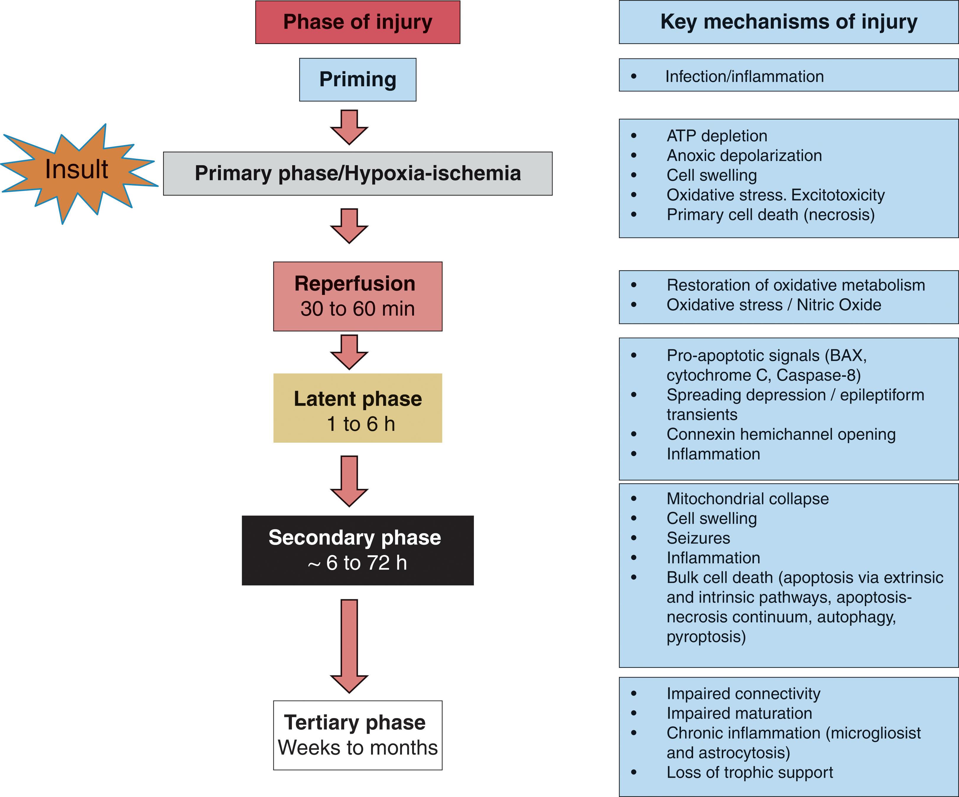 Fig. 16.3, The sequence of cellular injury following acute hypoxic-ischemic injury in the immature brain, demonstra-ting the pivotal importance of energy failure and the resultant downstream effects.