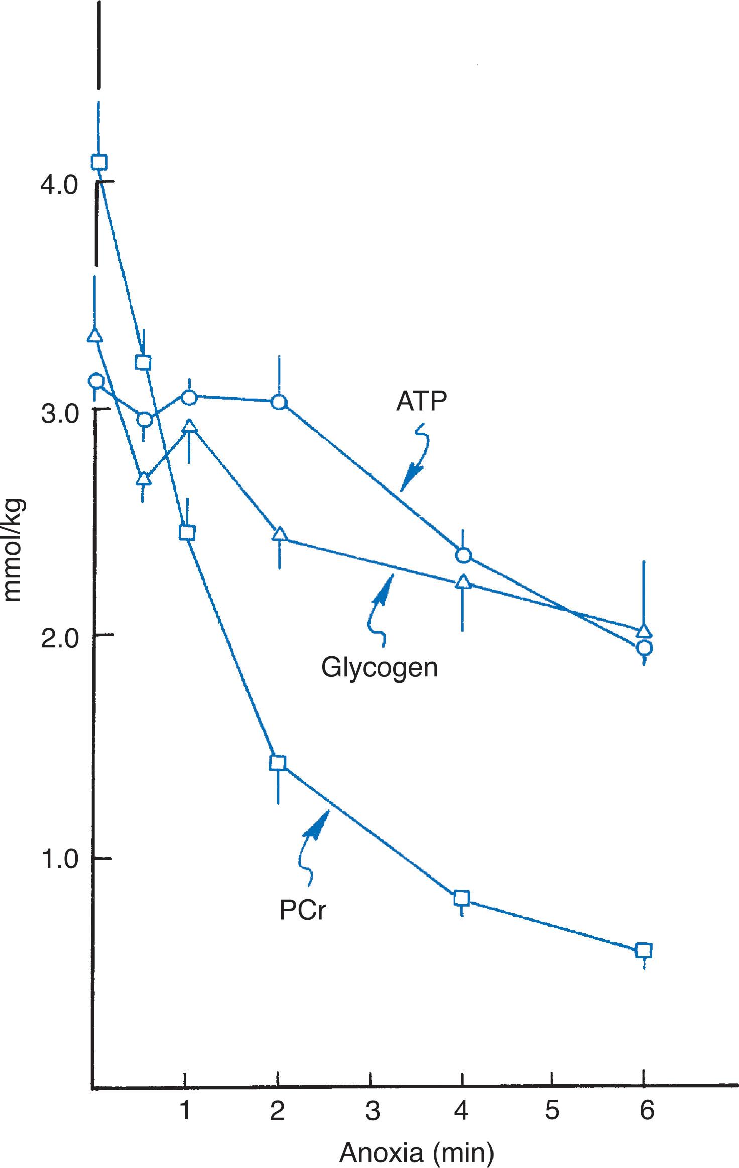 Fig. 16.5, Biochemical effects of hypoxemia. Concentrations of adenosine triphosphate (ATP) , phosphocreatine (PCr) , and glycogen in brain of newborn mice as a function of duration of anoxia (nitrogen breathing).