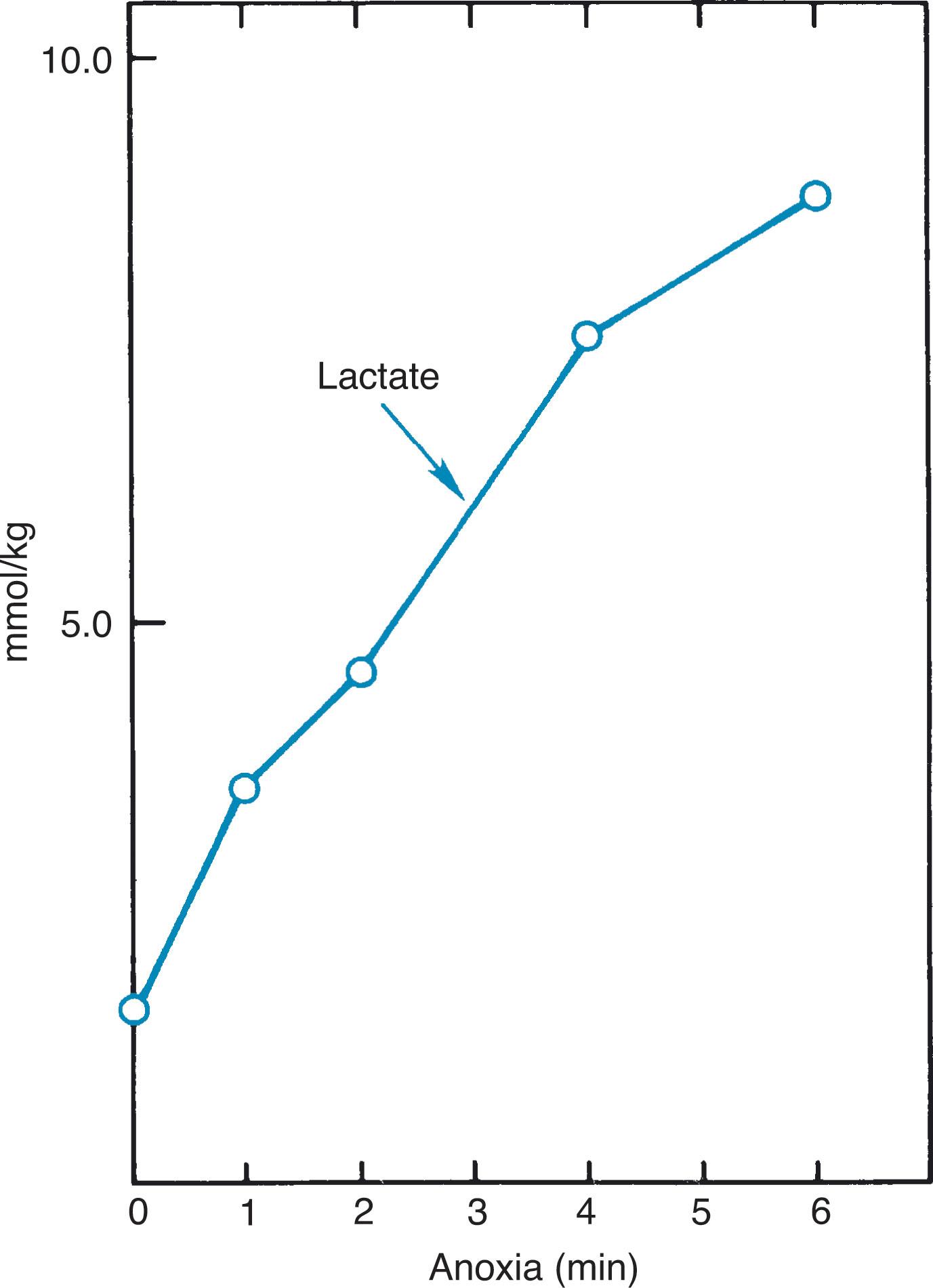 Fig. 16.6, Biochemical effects of hypoxemia. Concentrations of lactate in brain of newborn mice as a function of duration of anoxia (nitrogen breathing).