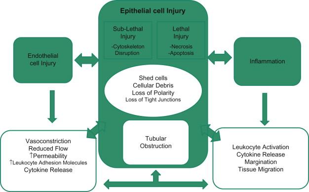 Figure 76.2, Overview of pathogenesis in acute kidney injury. The major pathways of impairment of glomerular filtration rate (GFR) in ischemic acute tubular necrosis as a result of vascular and tubular injury (see text for details).