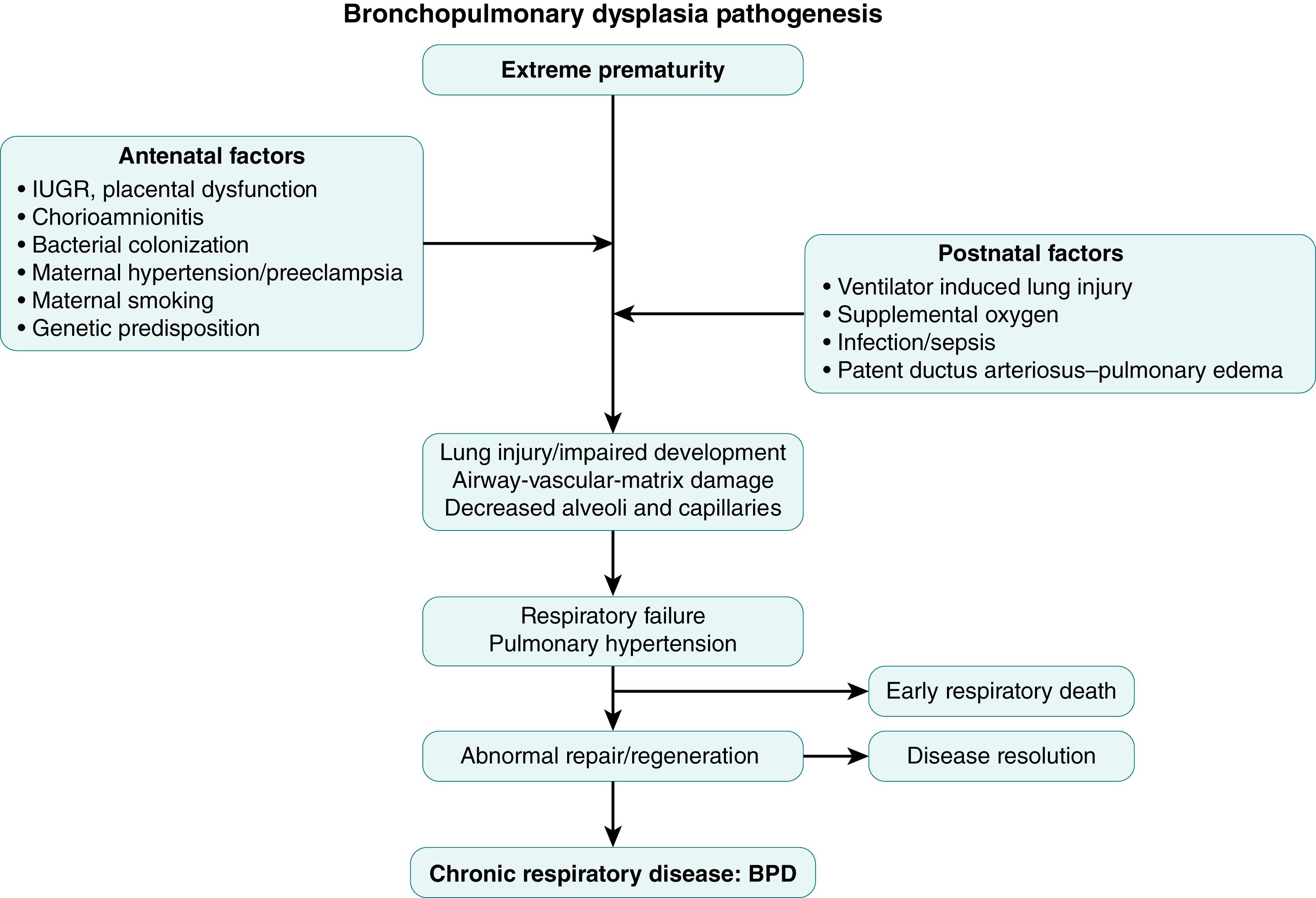 Fig. 159.1, Pathogenesis of bronchopulmonary dysplasia (BPD) . IUGR, Intrauterine growth retardation.