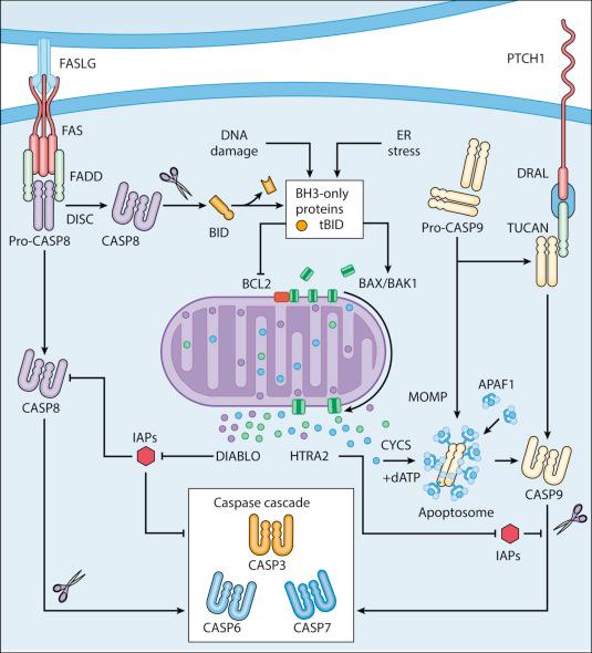 Figure 5.1, Apoptosis. Extrinsic apoptosis is often ignited by the ligation of death receptors such as FAS. This allows for the stabilization of receptor trimers and for recruitment at their intracellular tails of a multiprotein complex known as death-inducing signaling complex (DISC). Within the DISC, pro-CASP8 undergoes spatial-proximity induced autoactivation, hence becoming able to cleave multiple substrates including BID and pro-CASP3. As an alternative, extrinsic apoptosis can be initiated by so-called “dependence receptors,” such as PTCH1, when the concentrations of their ligands (e.g., SHH) falls below a specific threshold. In this case, the activation of CASP3 proceeds via a molecular mechanism involving CASP9 and the adaptor proteins DRAL and TUCAN. Intrinsic apoptosis is activated in response to intracellular stress conditions (e.g., DNA damage) and involves a central step of mitochondrial regulation. Thus, if proapoptotic signals (often relayed by BH3-only proteins) predominate over antiapoptotic ones, mitochondrial membranes lose their structural integrity because of the pore-forming activity of Bcl-2 family members such as BAK1 and BAX. Consequent mitochondrial outer membrane permeabilization (MOMP) allows for the release of mitochondrial proteins into the cytosol, including direct activators of caspases, such as CYCS, as well as proteins that indirectly facilitate caspase activation, such as DIABLO and HTRA2. Cytosolic CYCS directs the assembly of an APAF1-containing, dATP-dependent supramolecular platform that catalyzes CASP9 activation, hence initiating a proteolytic cascade that culminates in CASP3 (CASP6 and CASP7) activation. Extrinsic apoptosis and intrinsic apoptosis exhibit some degree of cross talk. Indeed, in some cell types, CASP8 can convert the BH3-only protein BID into a MOMP-promoting fragment, further accelerating caspase activation and apoptosis. FADD, FAS-associated protein with a death domain; FASLG, FAS ligand; IAPs, inhibitor of apoptosis proteins; tBID, truncated BID.