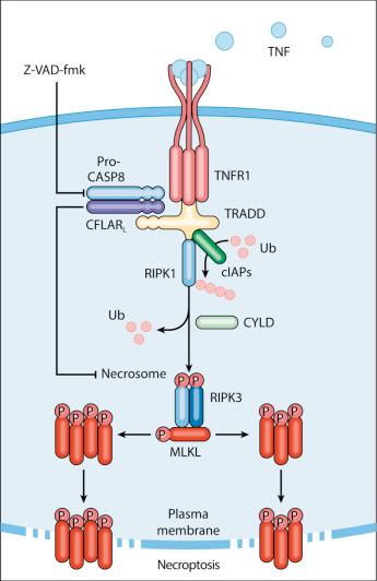 Figure 5.2, Necroptosis. Necroptosis can be triggered by the ligation of TNFR1 when caspases (notably CASP8) are inactive (for instance, owing to the presence of the pan-caspase inhibitor Z-VAD-fmk). In these conditions, RIPK1 is deubiquitinated and engages in physical and functional interactions with its homolog RIPK3 as well as with MLKL in the context of a supramolecular entity called necrosome. Phosphorylated MLKL forms oligomers that precipitate necroptosis by relocalizing at the inner leaflet of the plasma membrane and favoring its irreversible permeabilization. CYLD, CYLD lysine 63 deubiquitinase; FADD, FAS-associated protein with a death domain; CFLAR L , CASP8 and FADD like apoptosis regulator, long isoform; Ub, ubiquitin, TNF, tumor necrosis factor; TRADD, TNFRSF1A associated via death domain.