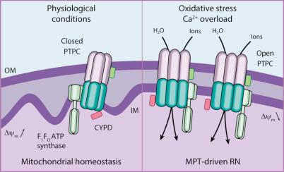 Figure 5.3, MPT-driven regulated necrosis. In response to oxidative stress or cytosolic Ca 2+ overload, the so-called permeability transition pore complex (PTPC) assumes a high-conductance conformation that allows for the unregulated entry of solutes and water into the mitochondrial matrix. This CYPD-dependent process causes a structural and functional breakdown of the mitochondrial network that rapidly seals the cell fate. Δψ m , Mitochondrial transmembrane potential; MPT, mitochondrial permeability transition; IM, inner mitochondrial membrane; OM, outer mitochondrial membrane; RN, regulated necrosis.